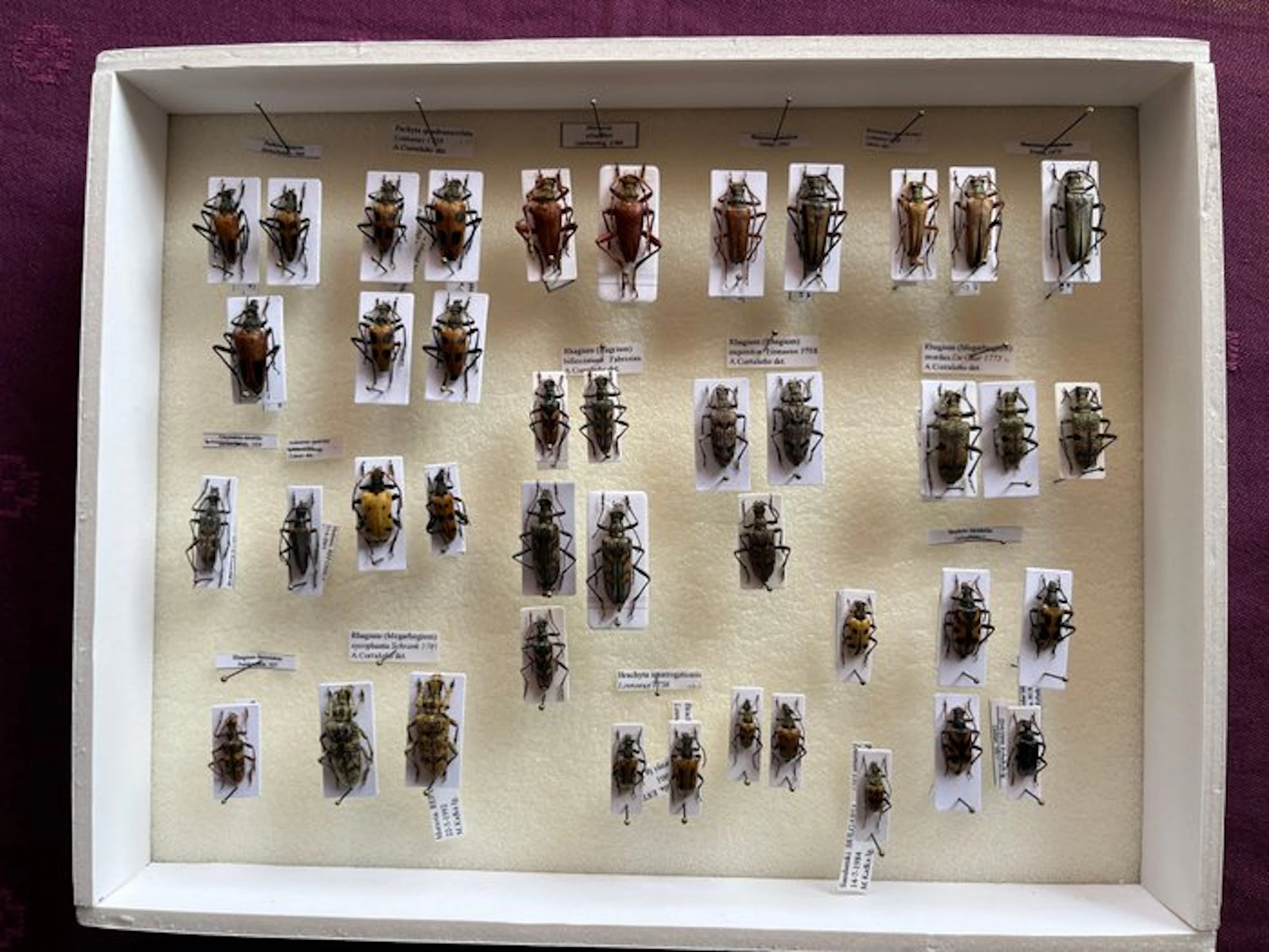 Beetle Taxidermy full body mount - Cerambycidae...