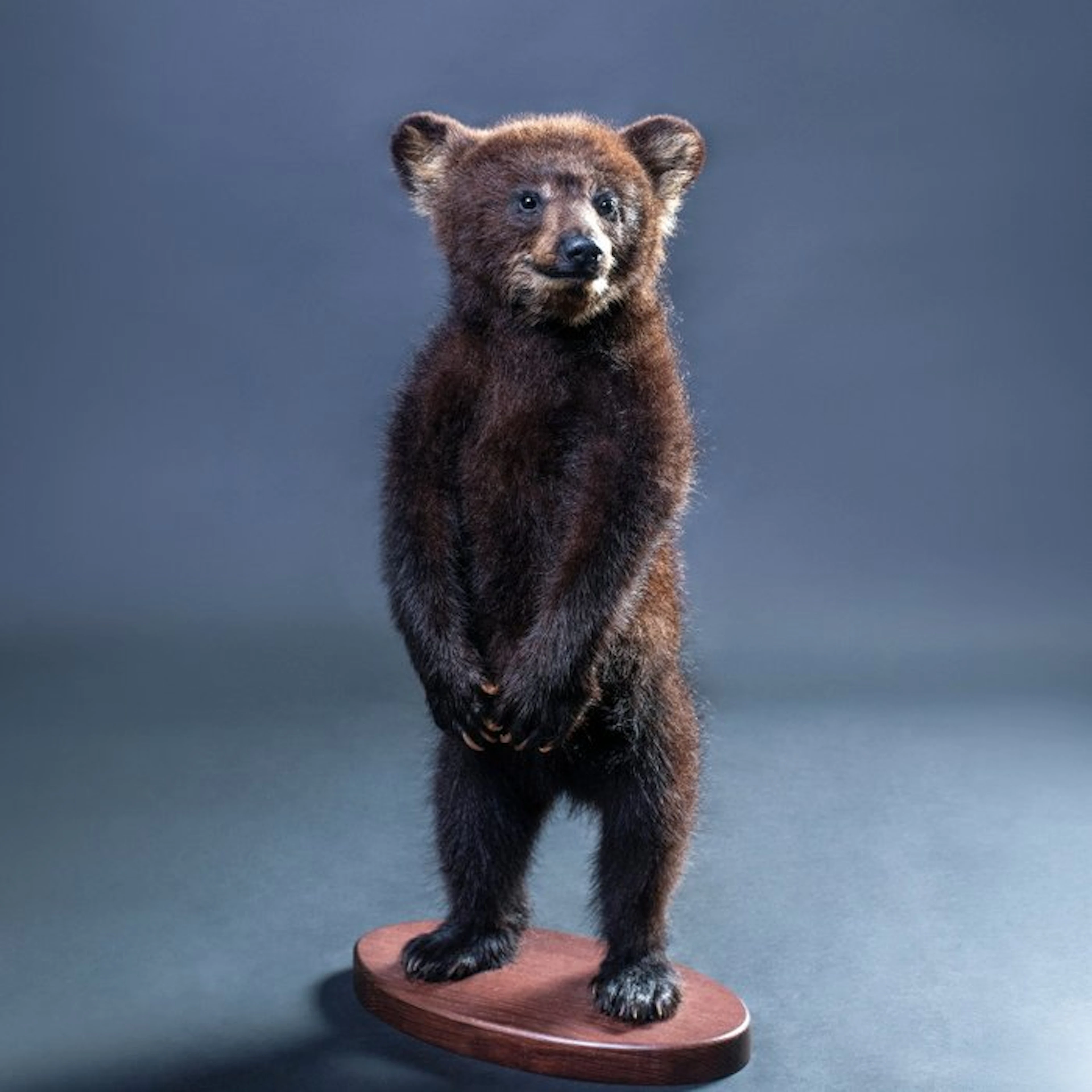Black Bear Taxidermy full body mount - Ursus americanus...