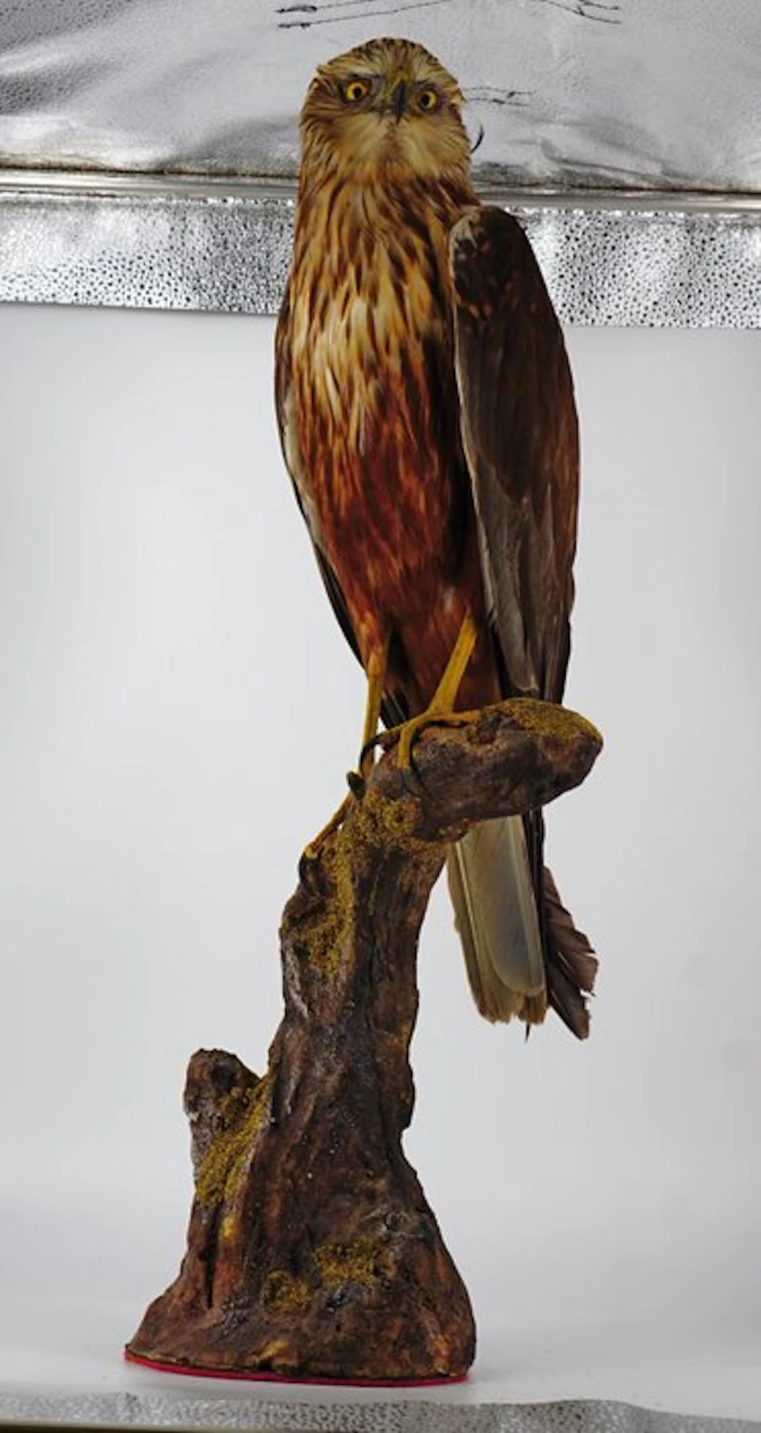 Marsh falcon Taxidermy full body mount - Circus...