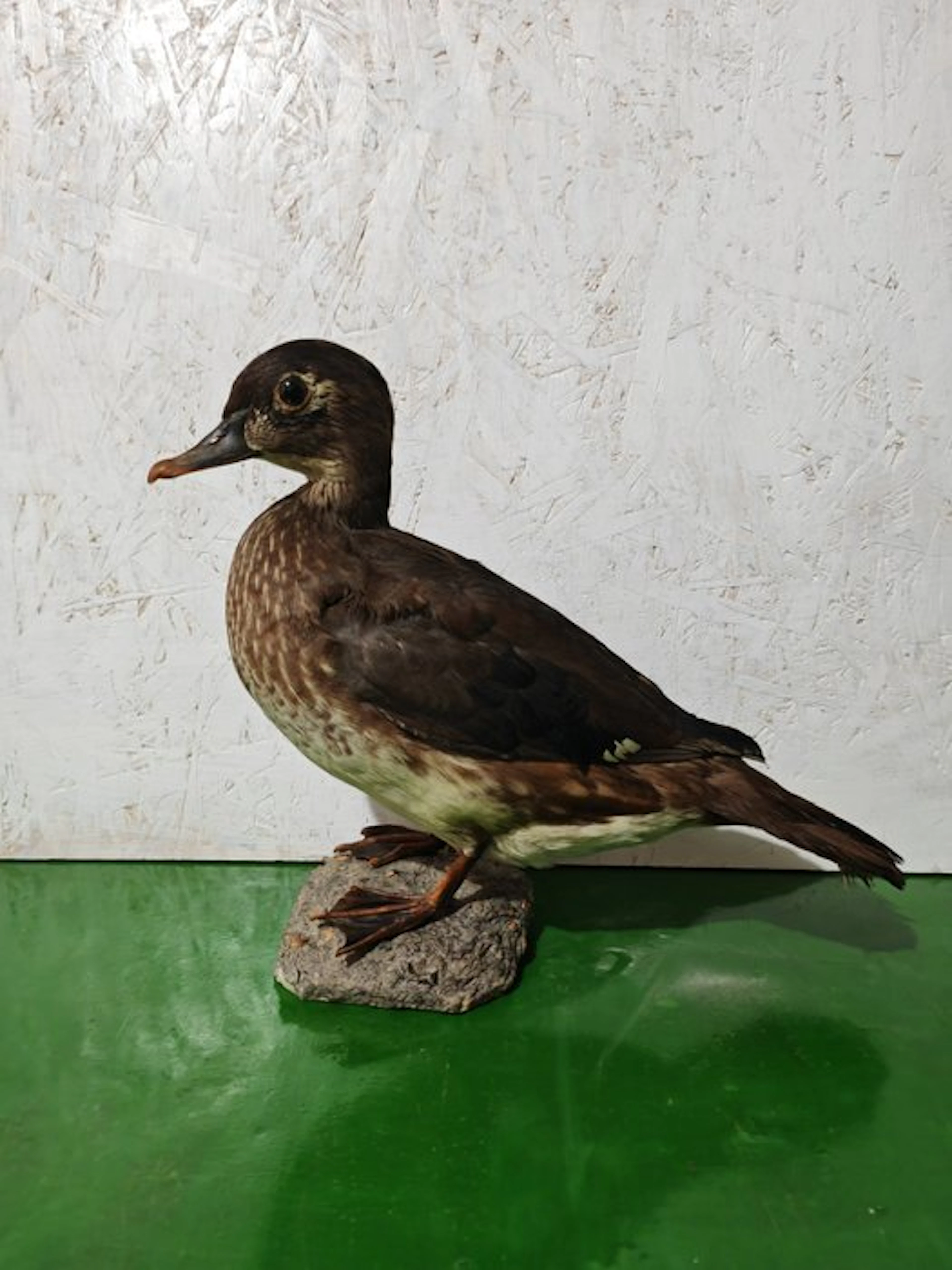Female duck bride Taxidermy full body mount - Aix sponsa...