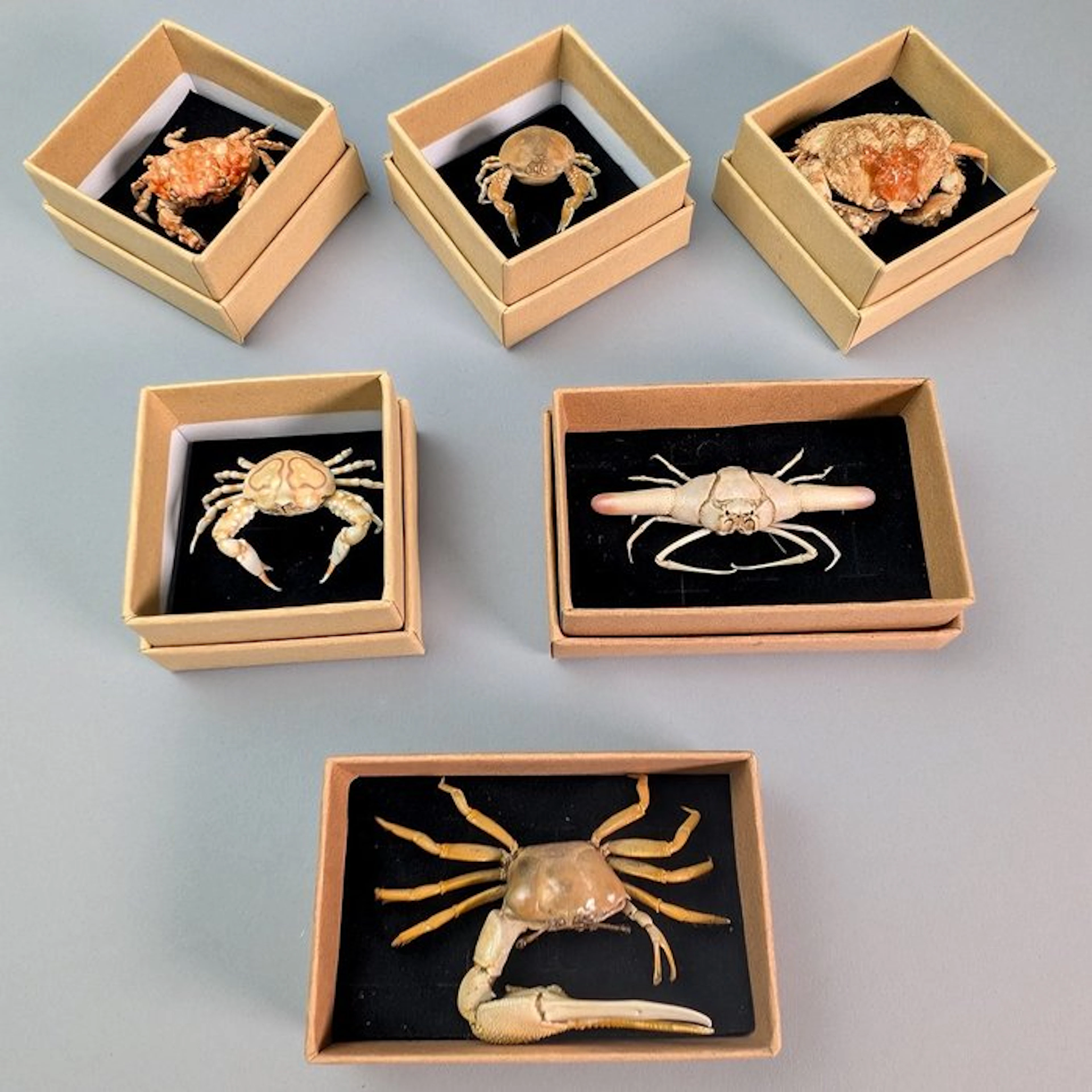 Collection of 6 Different Crab Species Carapace - Gelasiminae sp.