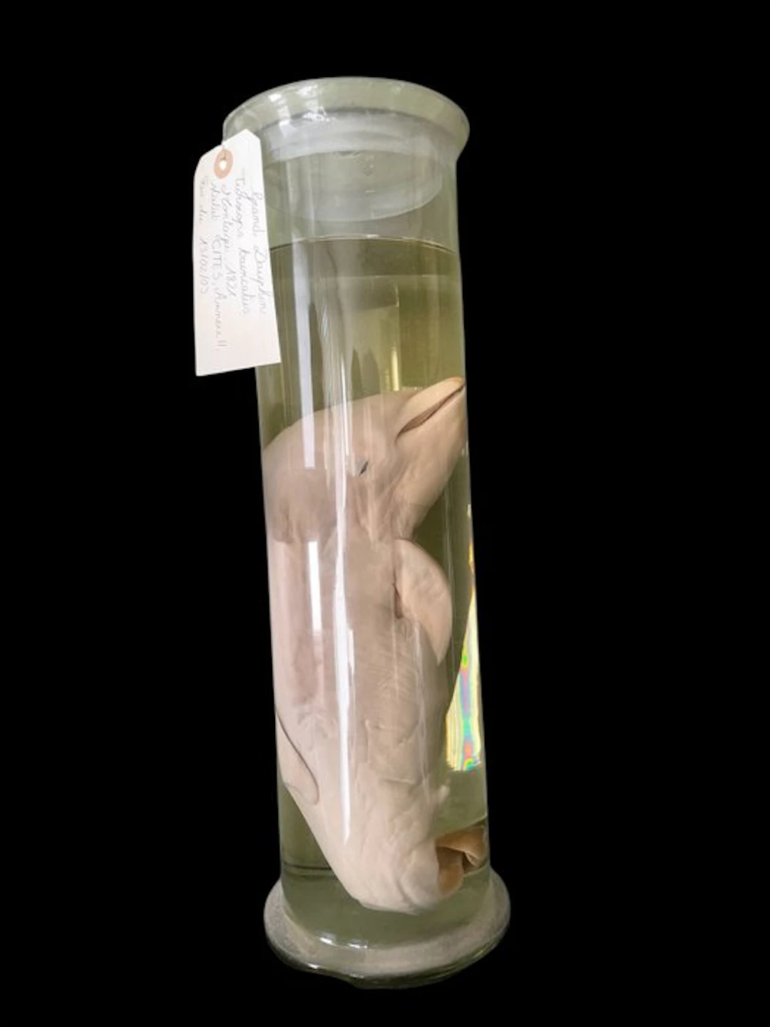 Dolphin Taxidermy full body mount - Tursiops truncatus -...
