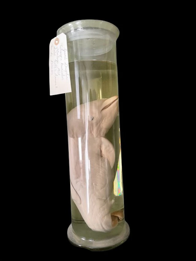 Dolphin Taxidermy full body mount - Tursiops truncatus -...