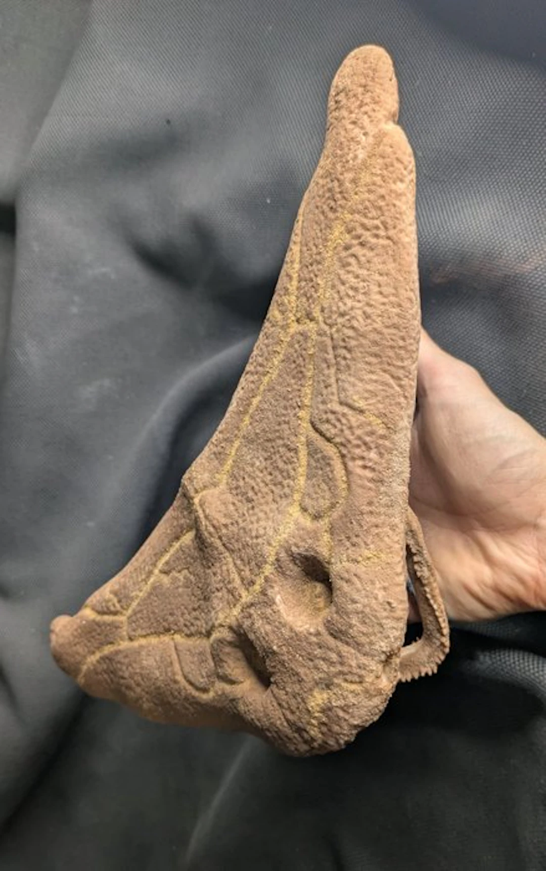 Fossil skull - Diplocaulus - Museum-Grade Replica - 11 cm...
