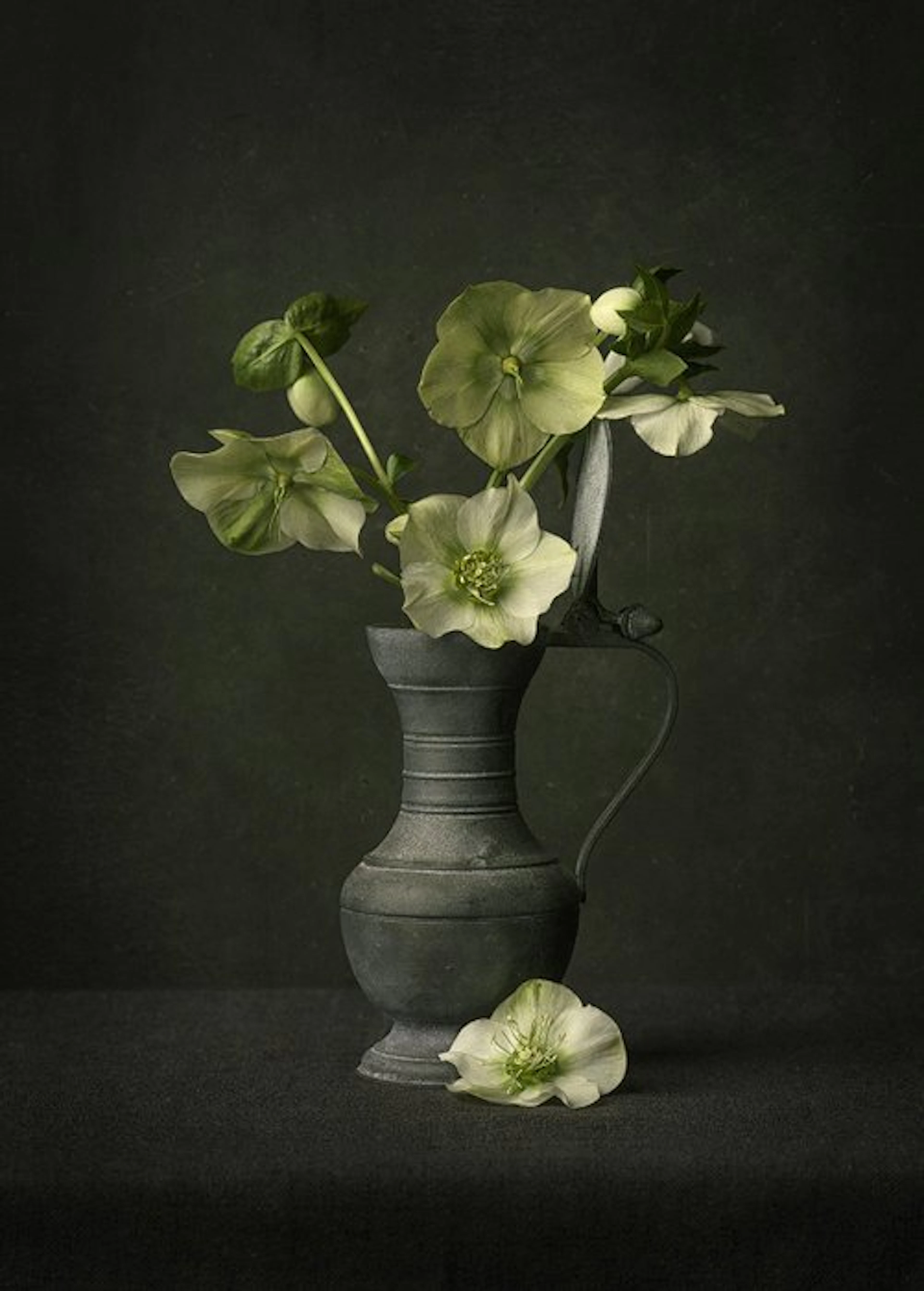 Tessa Posthuma de Boer - Helleborus
