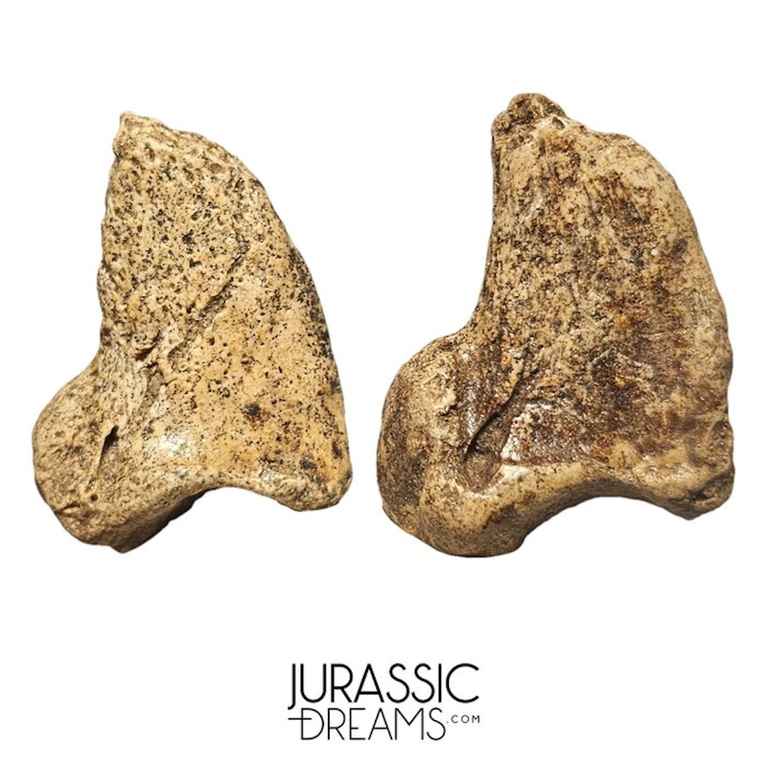 Set of 2 Amazing Huge Ice Age Cave Bear (Ursus spelaeus)...