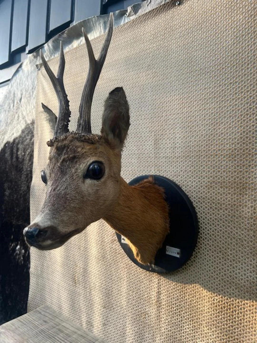 Roebuck Taxidermy wall mount - Capreolus Capreolus - 40...