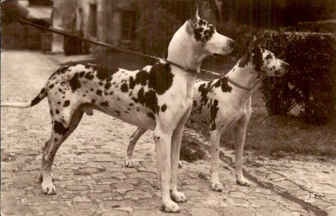 Dogs - Postcard (101) - 1900-1999