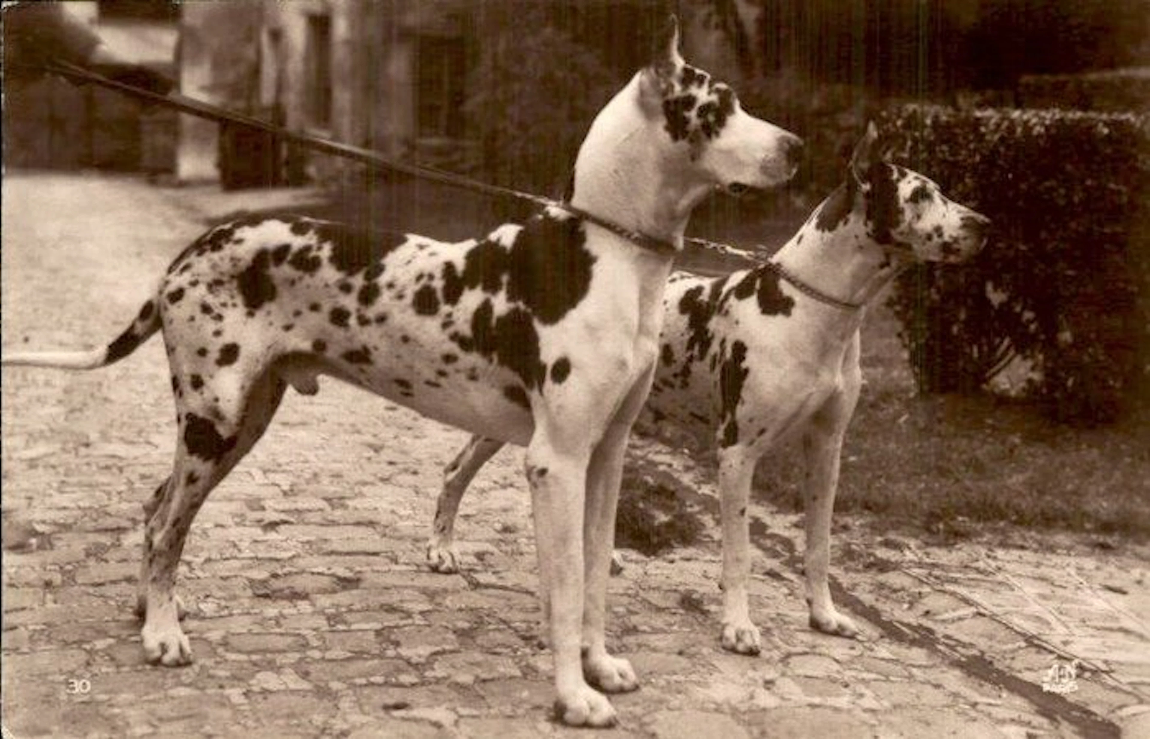 Dogs - Postcard (101) - 1900-1999