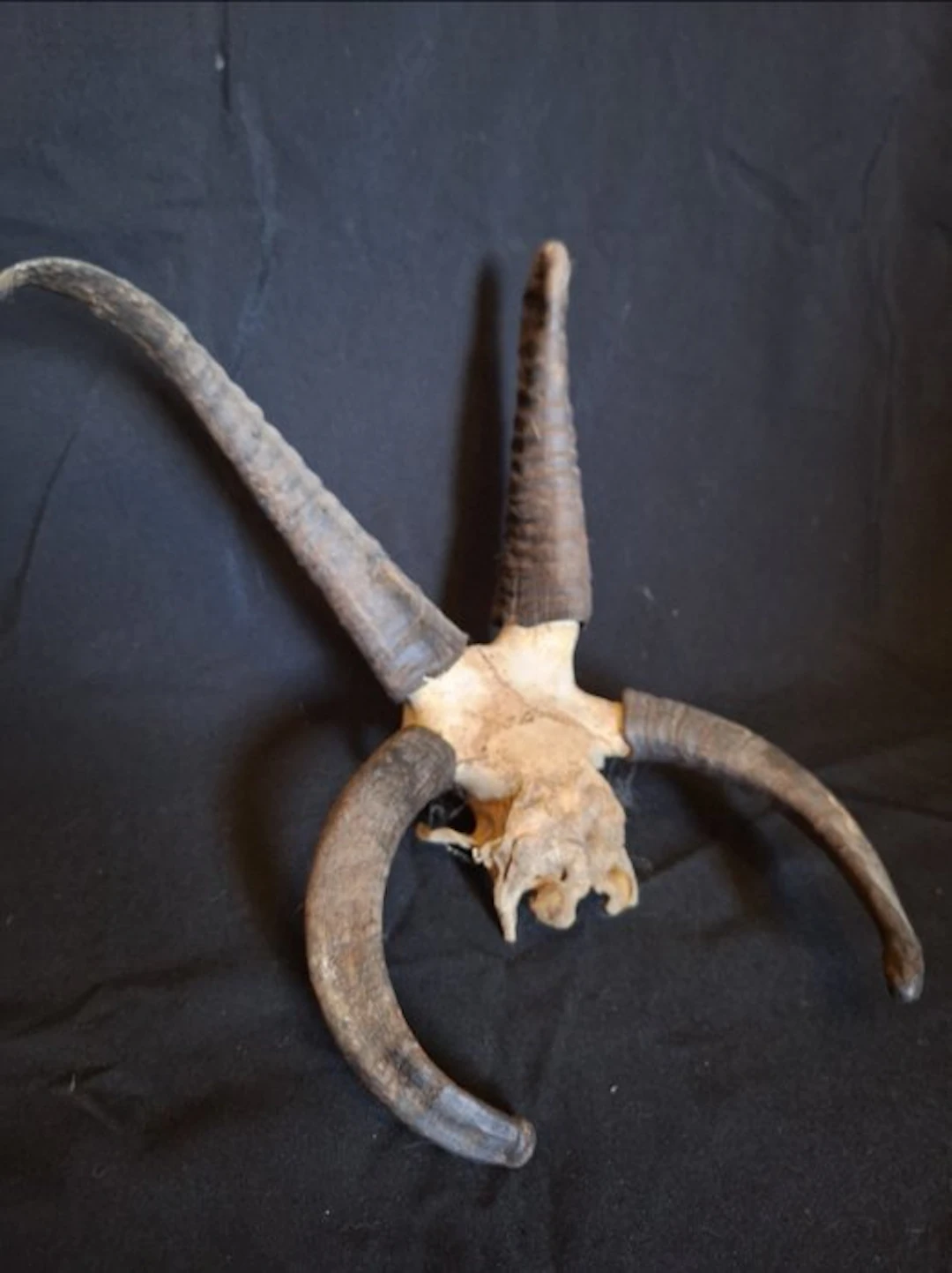 Jacob's cattle Taxidermy full body mount - Jacob - 50 cm - 40 cm - 40 cm