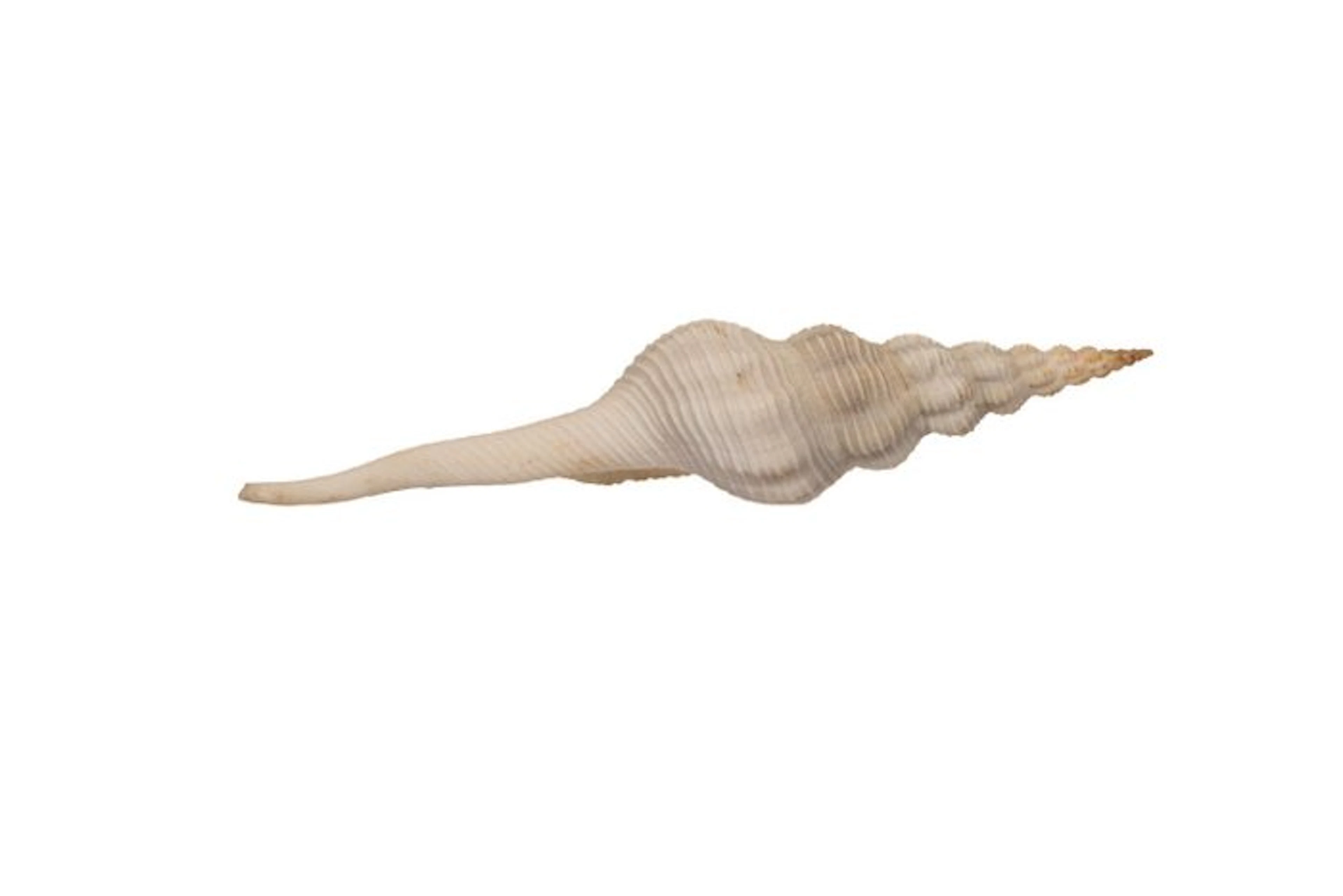 Top collectible piece: Apertifusus caparti (Fusinus...