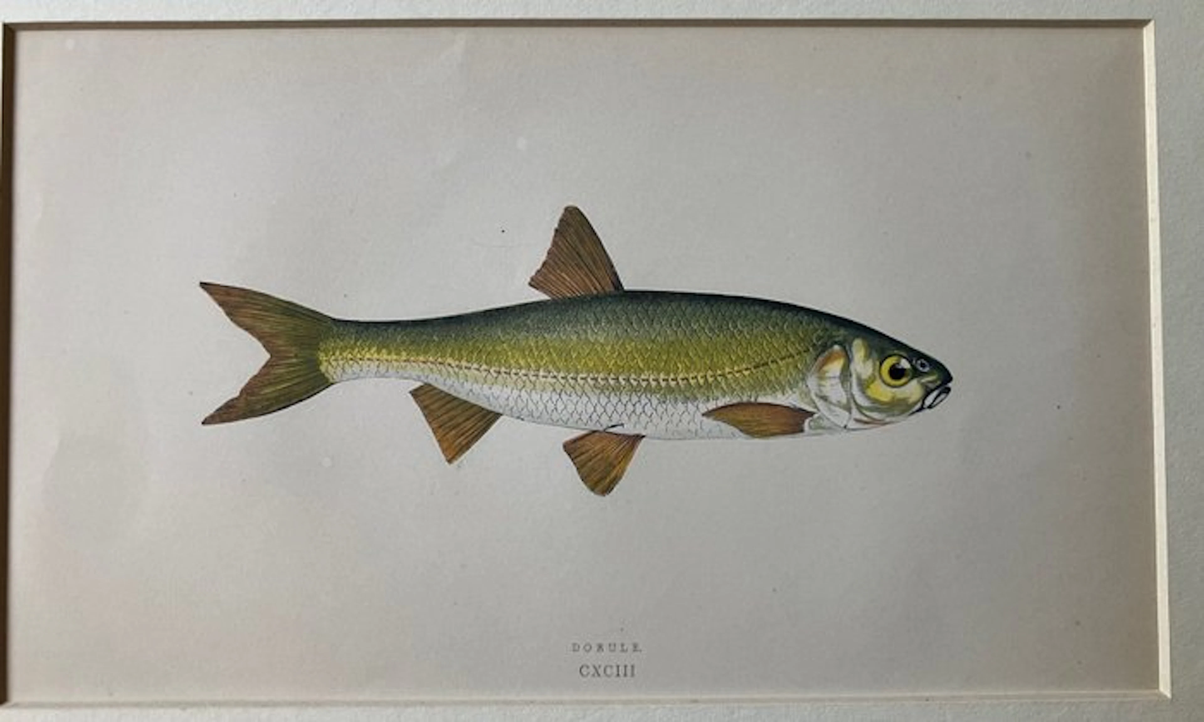 Jonathan Couch - 3 Chromolithographie with fishes (Dobule...