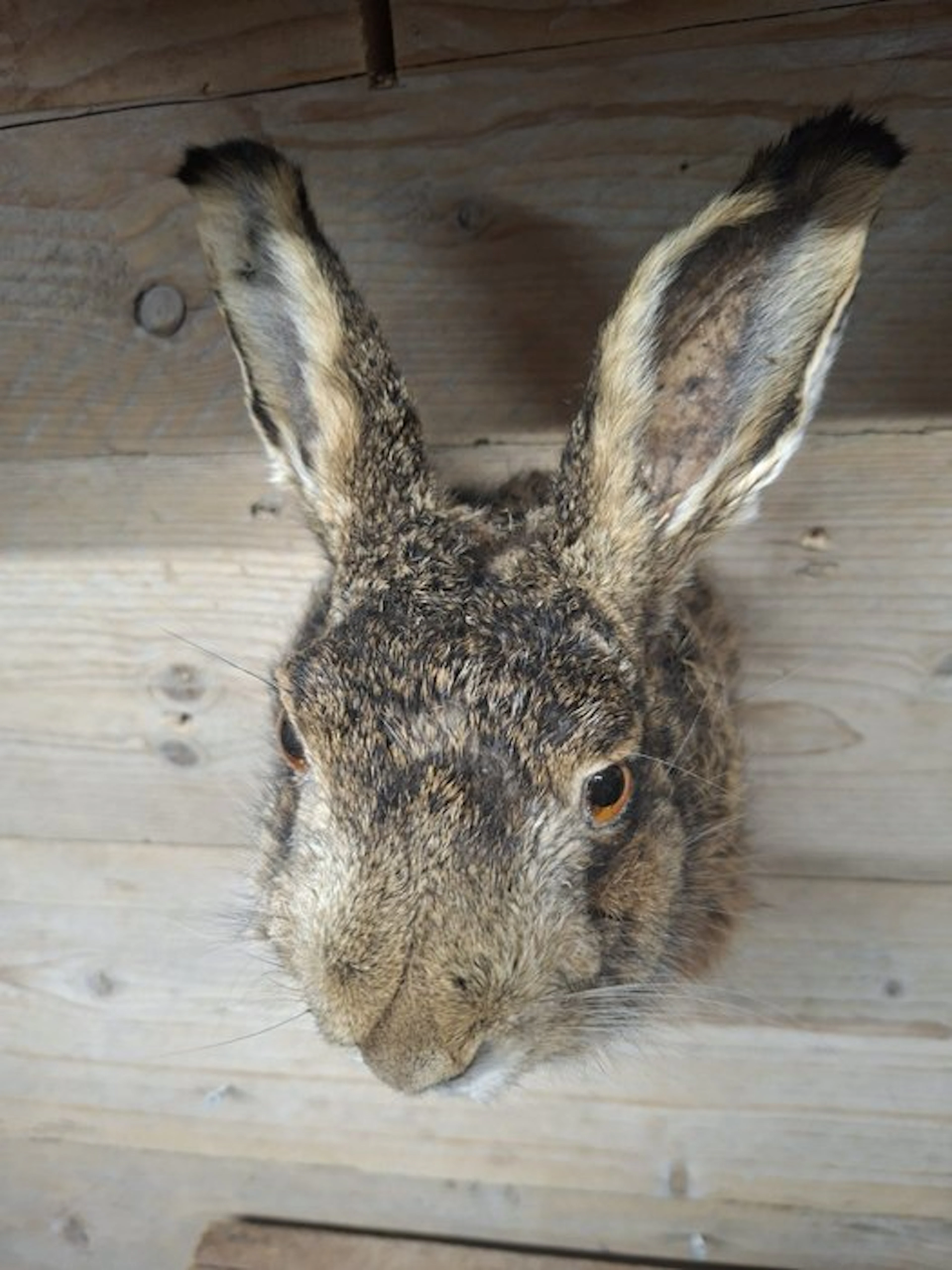 taxidermied hare Taxidermy full body mount - lepus...
