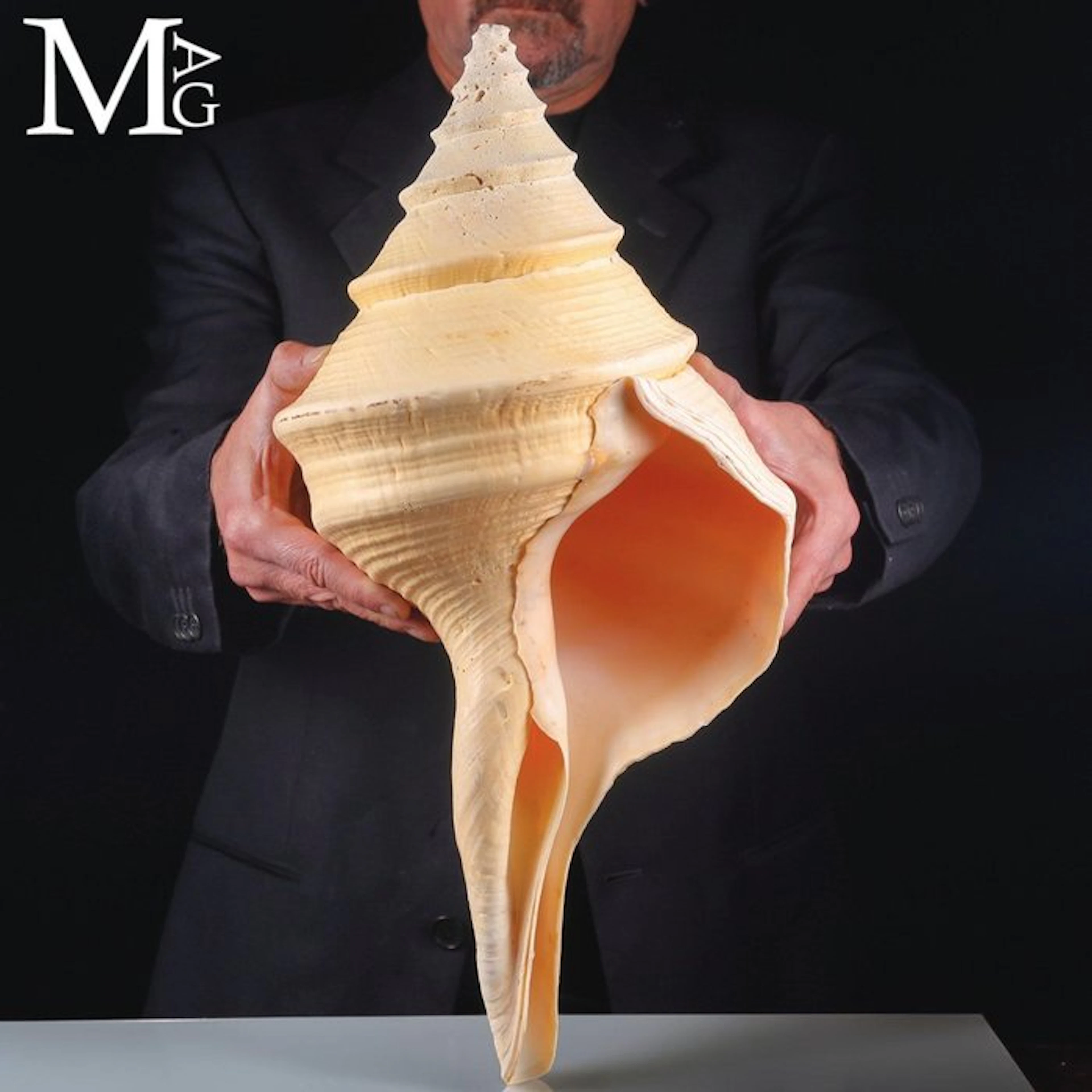 Extraordinary Syrinx Aruanus Shell - Giant Size - Extra...