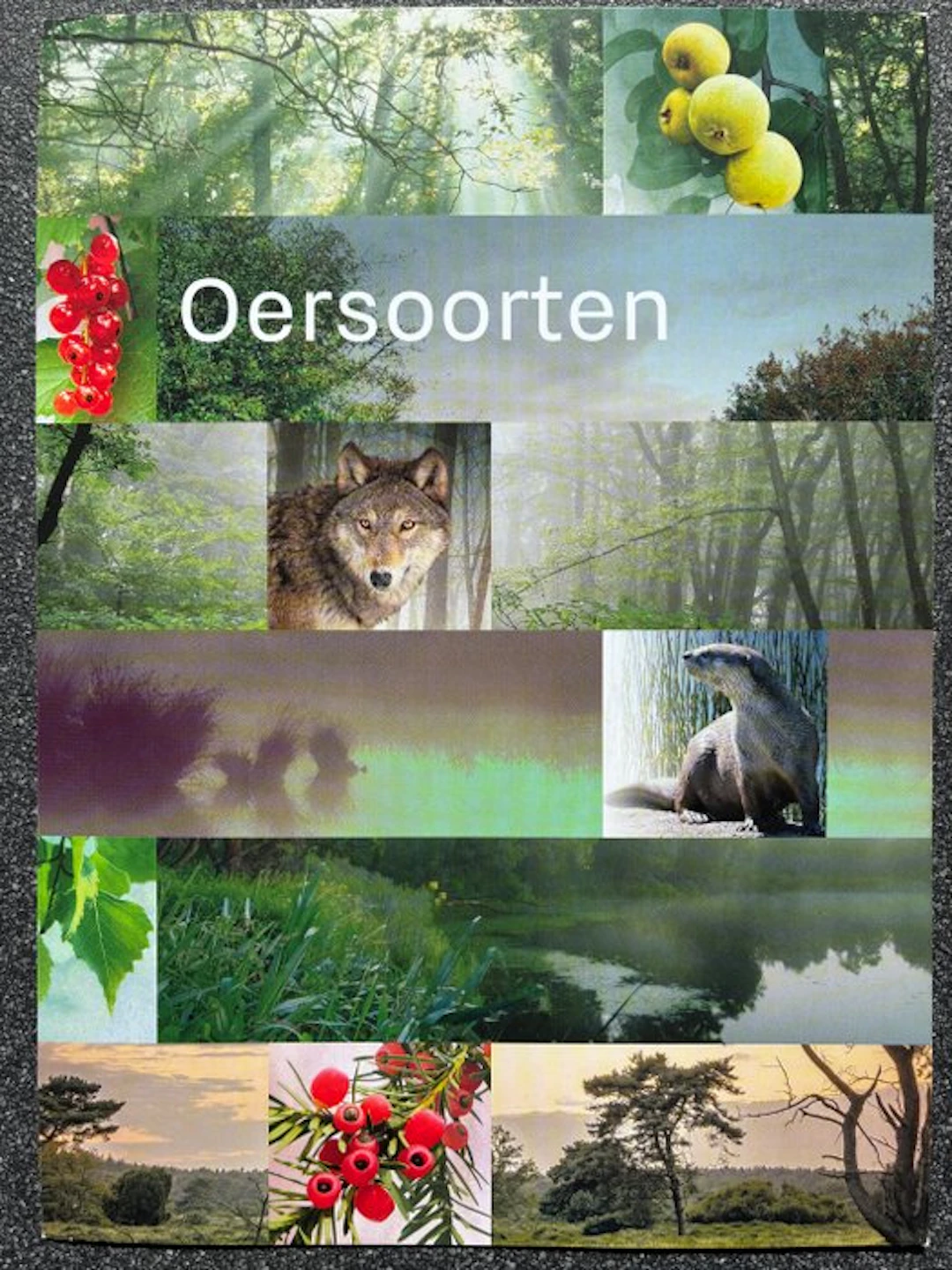 Netherlands 2020/2022 - Complete set of Oersoorten in PostNL's storage folder.