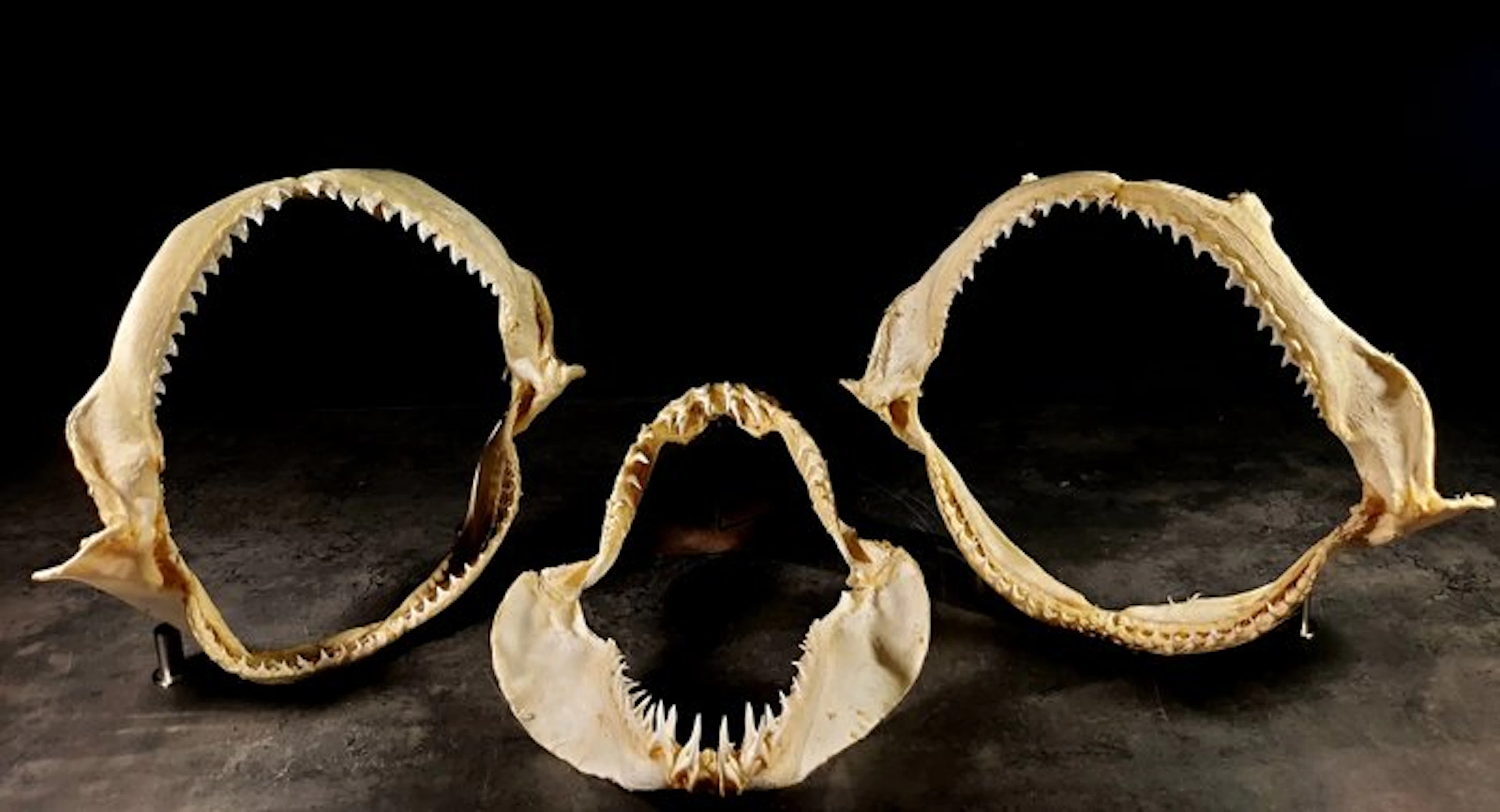 rare trio of large shark jaws Taxidermy full body mount...