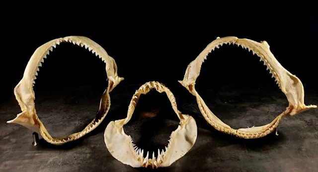 rare trio of large shark jaws Taxidermy full body mount...