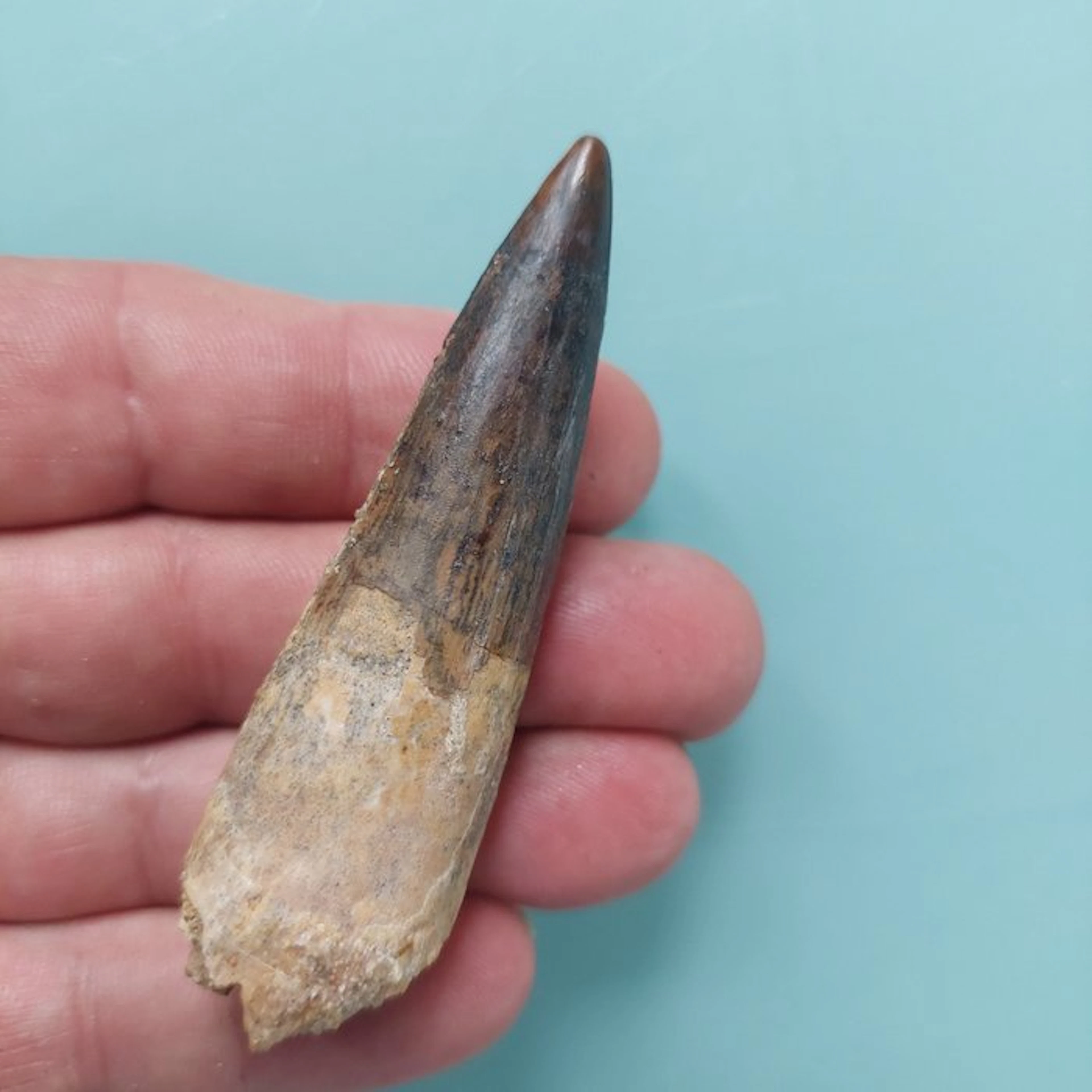 Spinosaur - Fossil tooth - 75 mm - 20 cm