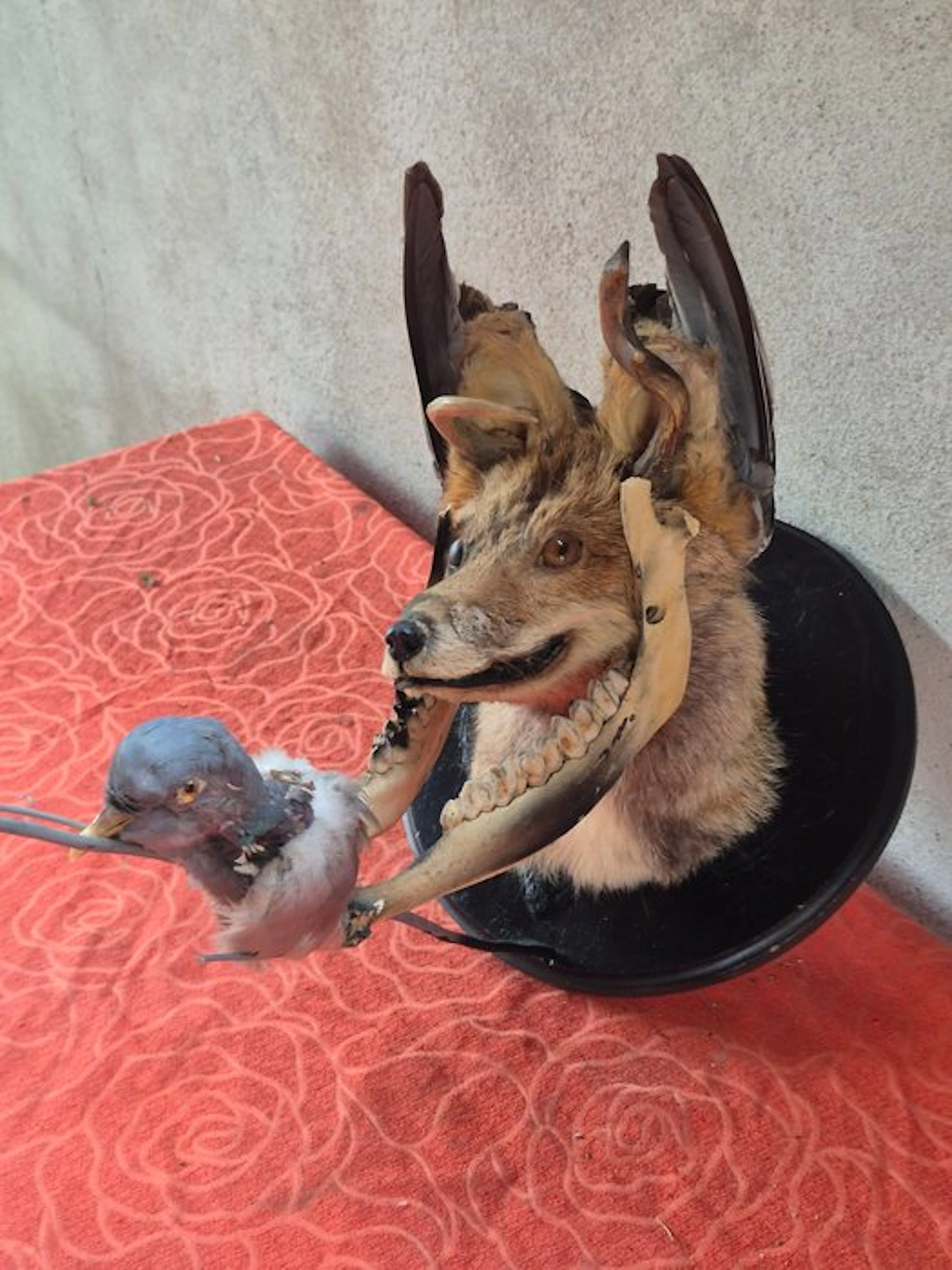 Red Fox in Chimera Taxidermy wall mount - Vulpes vulpes...
