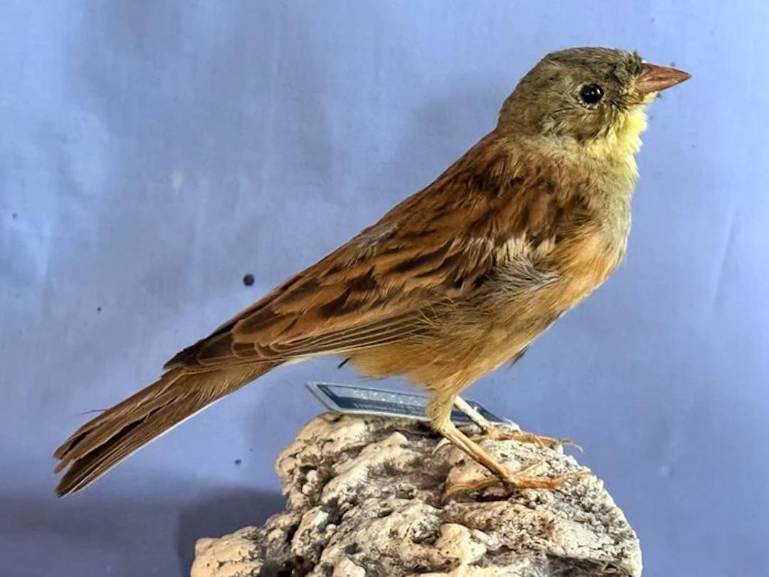 Black Zigolo Taxidermy full body mount - Emberiza cirlus...