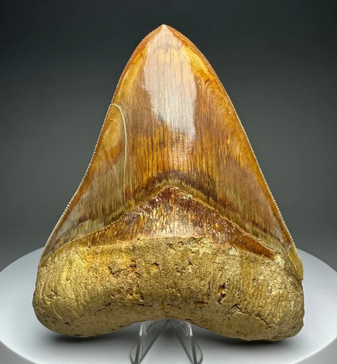 Megalodon - Fossil tooth - 12.5 cm - 10 cm