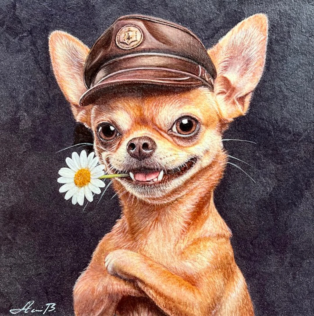 AniB. - CHIHUAHUA Casanova