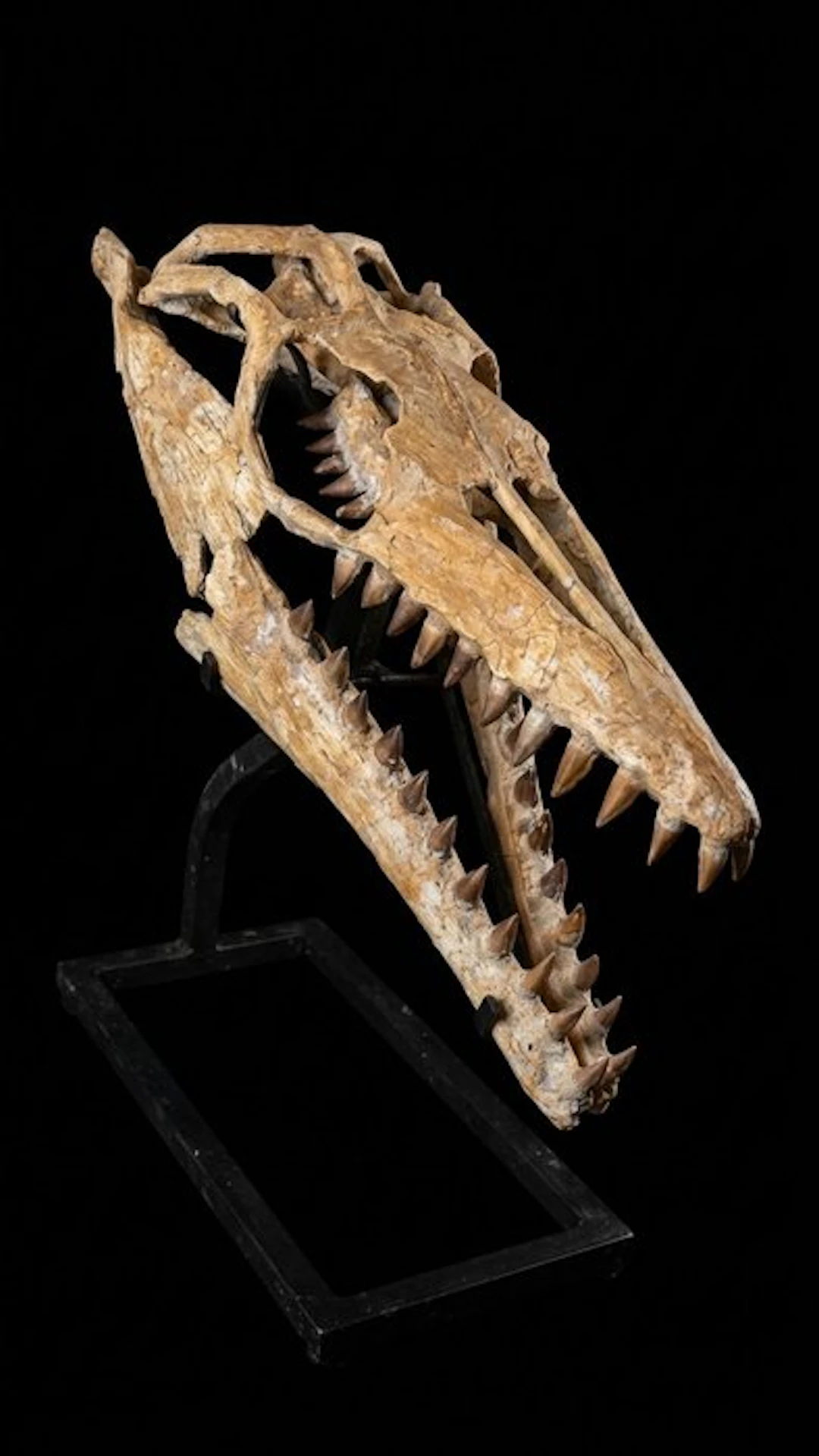 Mosasaur - Fossil skull - SP - 50 cm - 20 cm