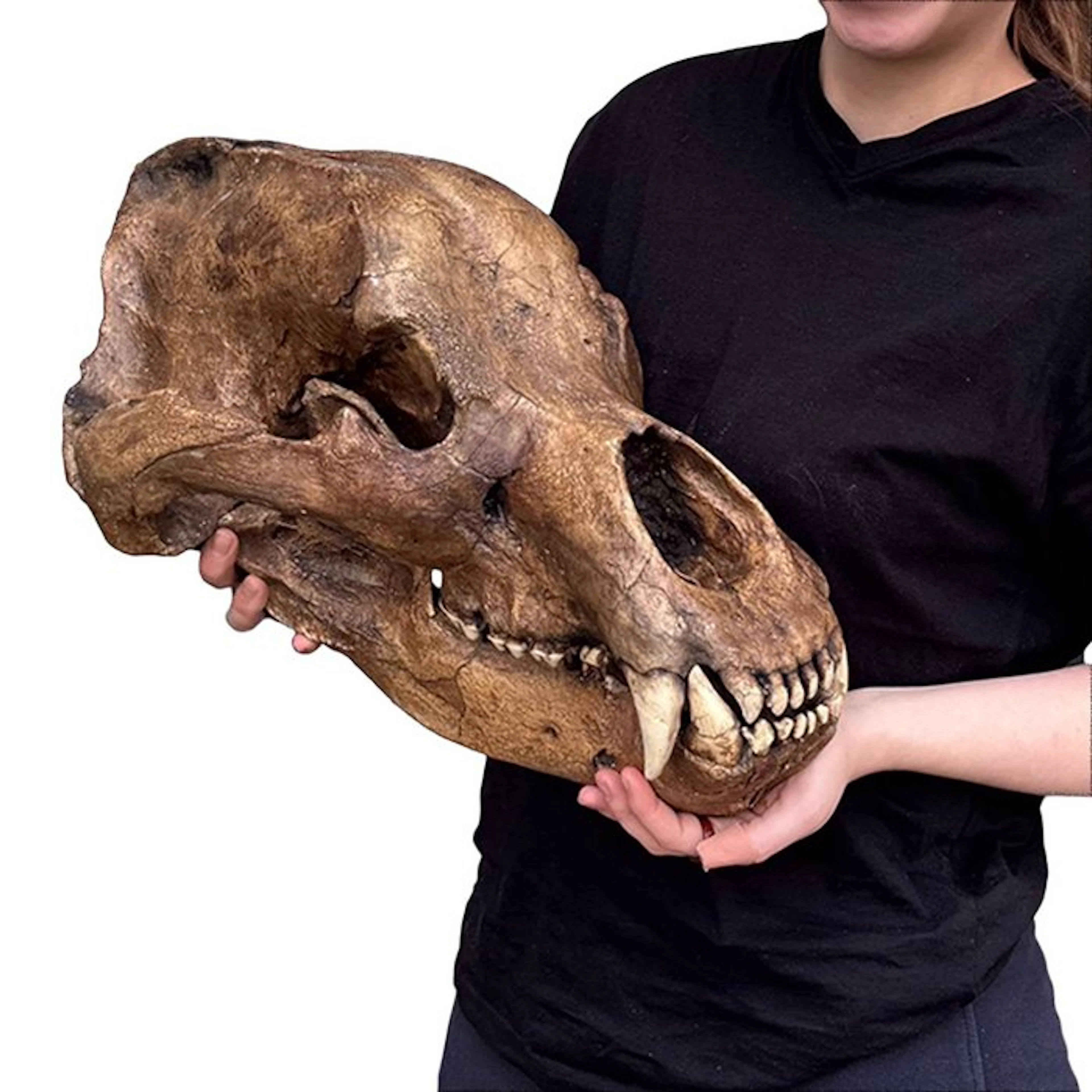 Cast Schedel Holenbeer Taxidermy full body mount - Ursus...