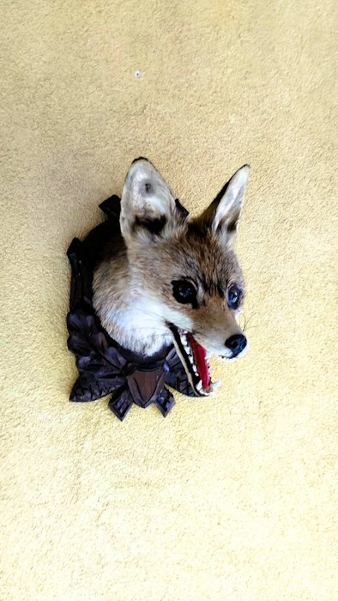 Red Fox Taxidermy full body mount - Vulpes vulpes - 30 cm...