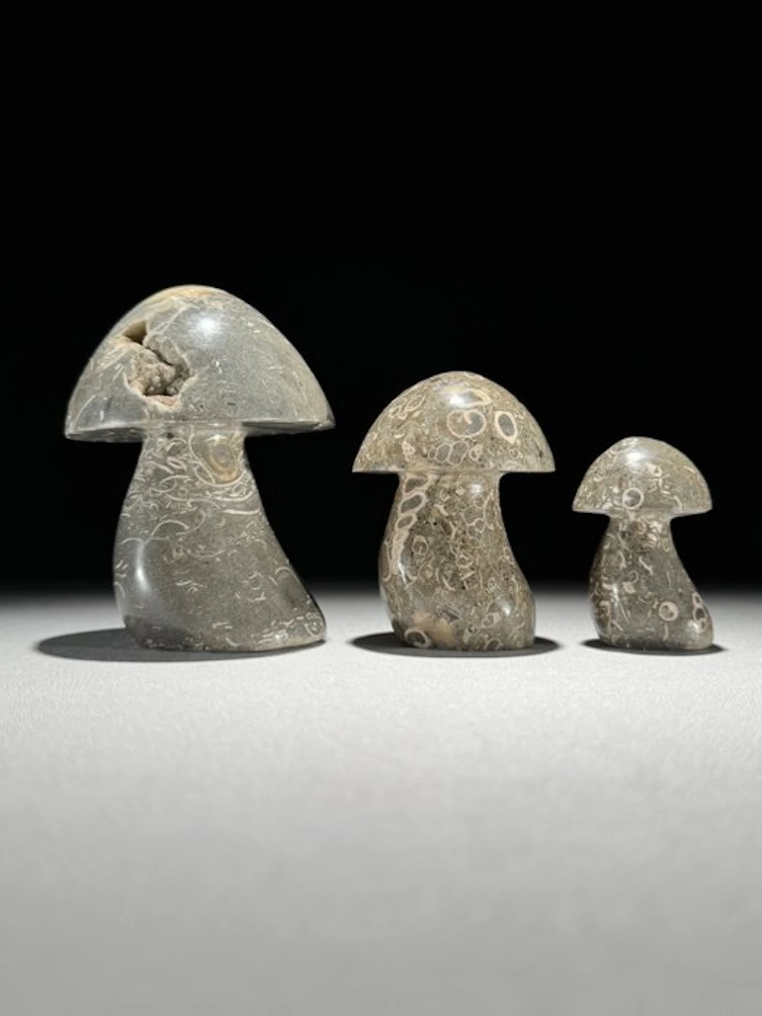 Beautiful set of 3 Turritella Mushroom Shaped - Fossil...
