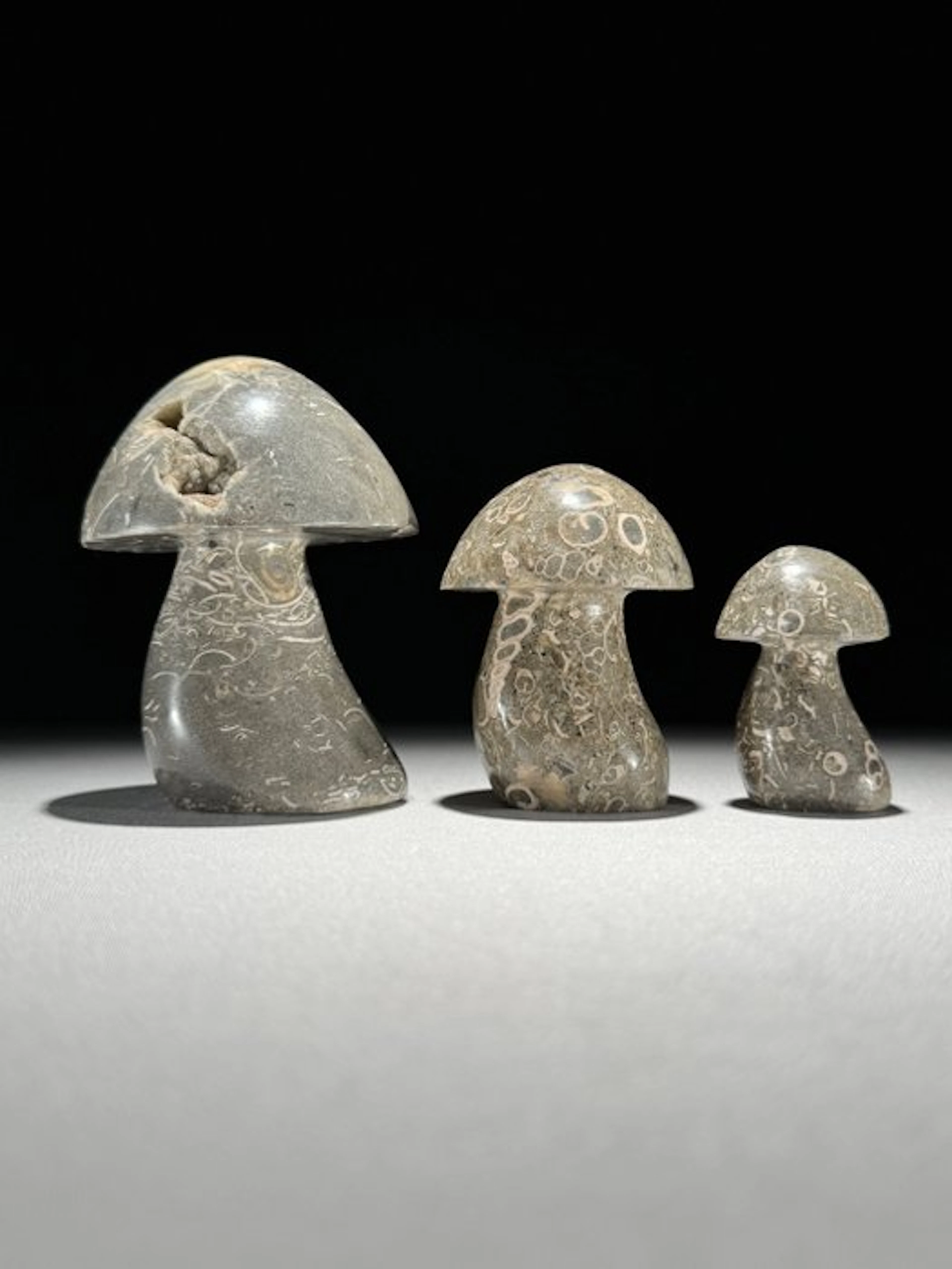 Beautiful set of 3 Turritella Mushroom Shaped - Fossil...