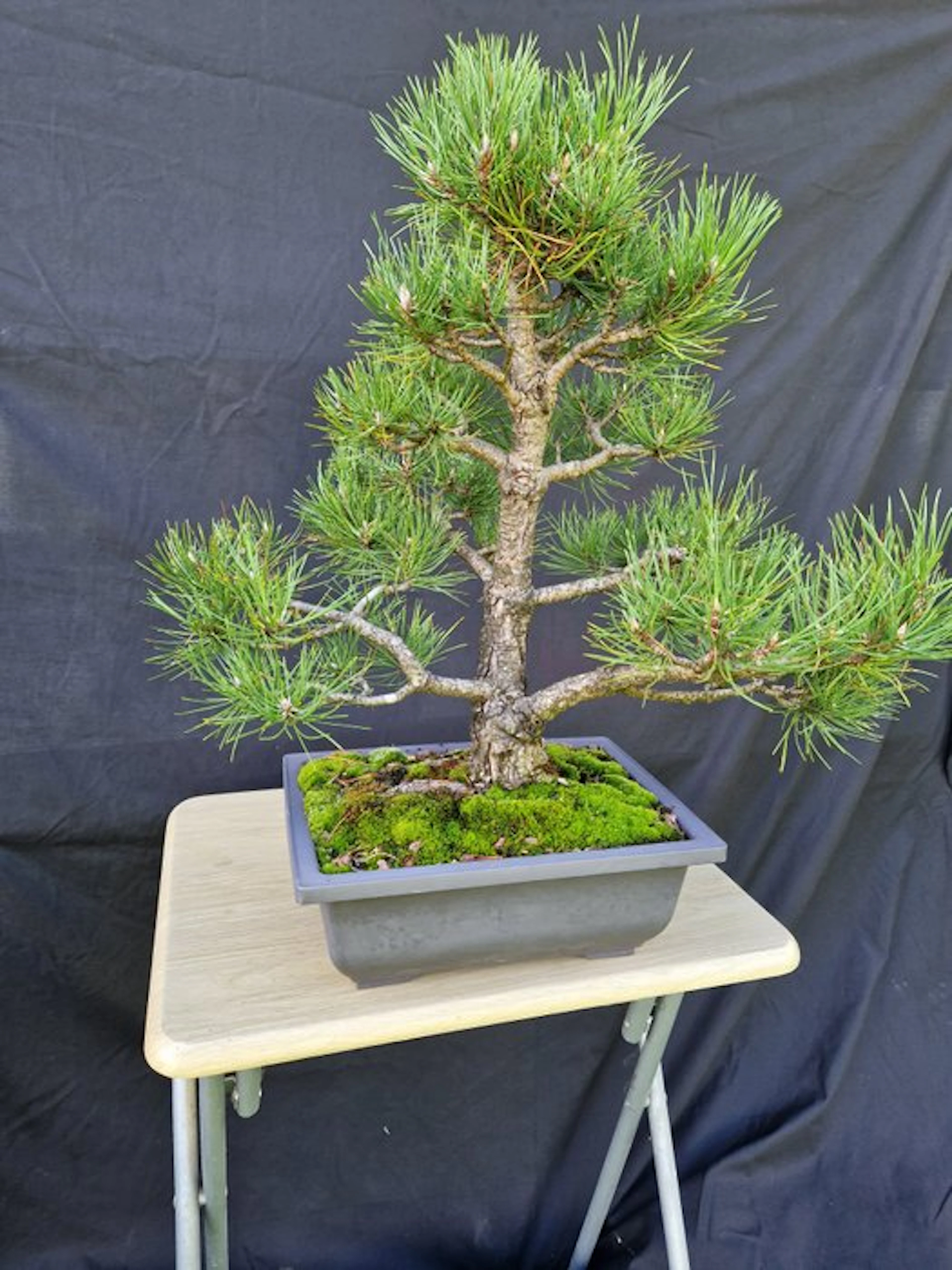 Pine bonsai (Pinus) - Height (Tree): 49 cm - Depth (Tree): 54 cm - France