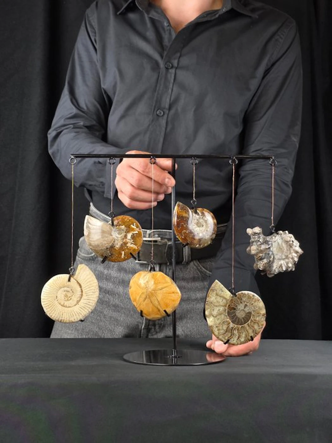 Ammonite - Fossilised animal - Collection of 5 Ammonite...