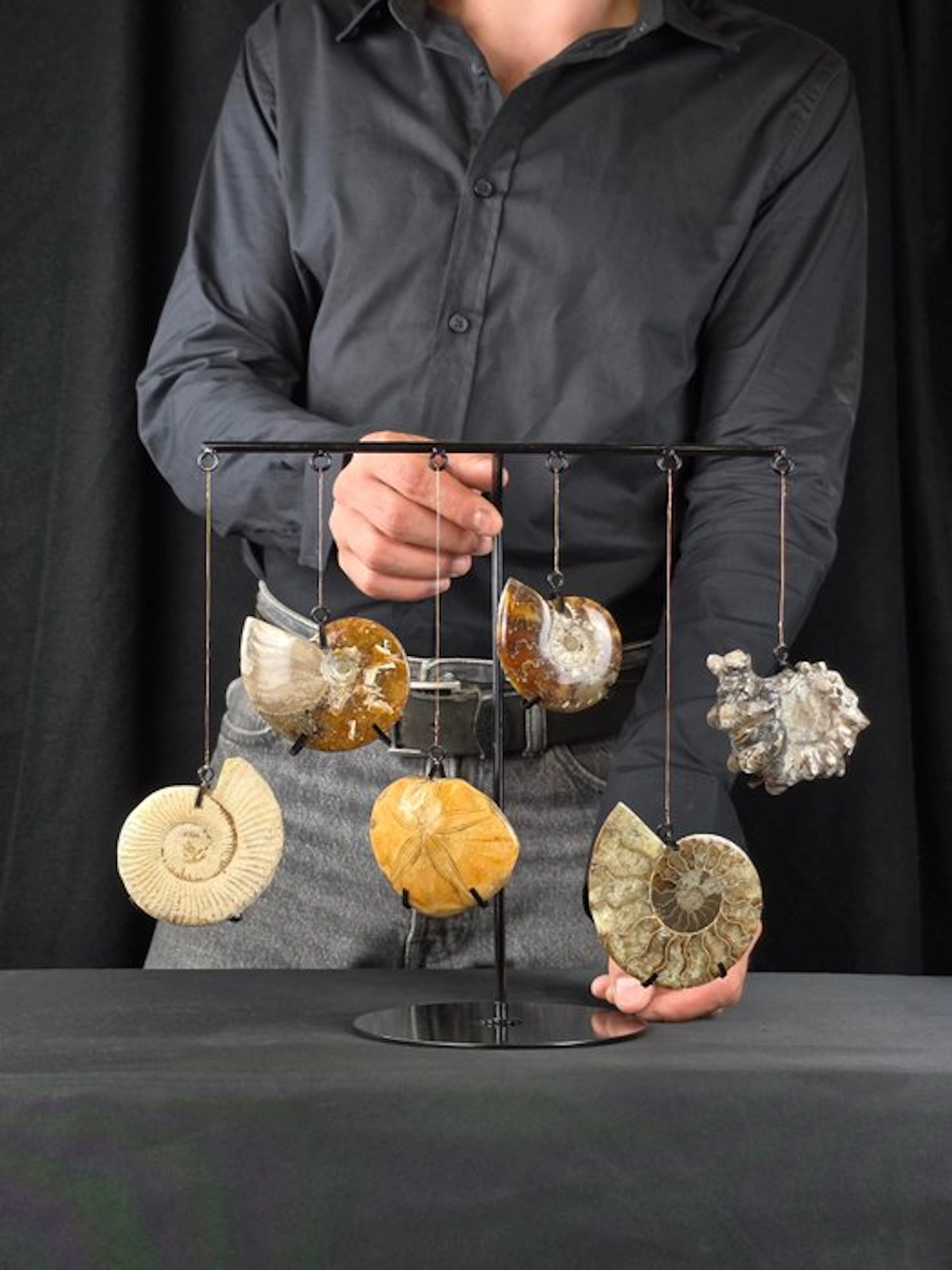 Ammonite - Fossilised animal - Collection of 5 Ammonite...