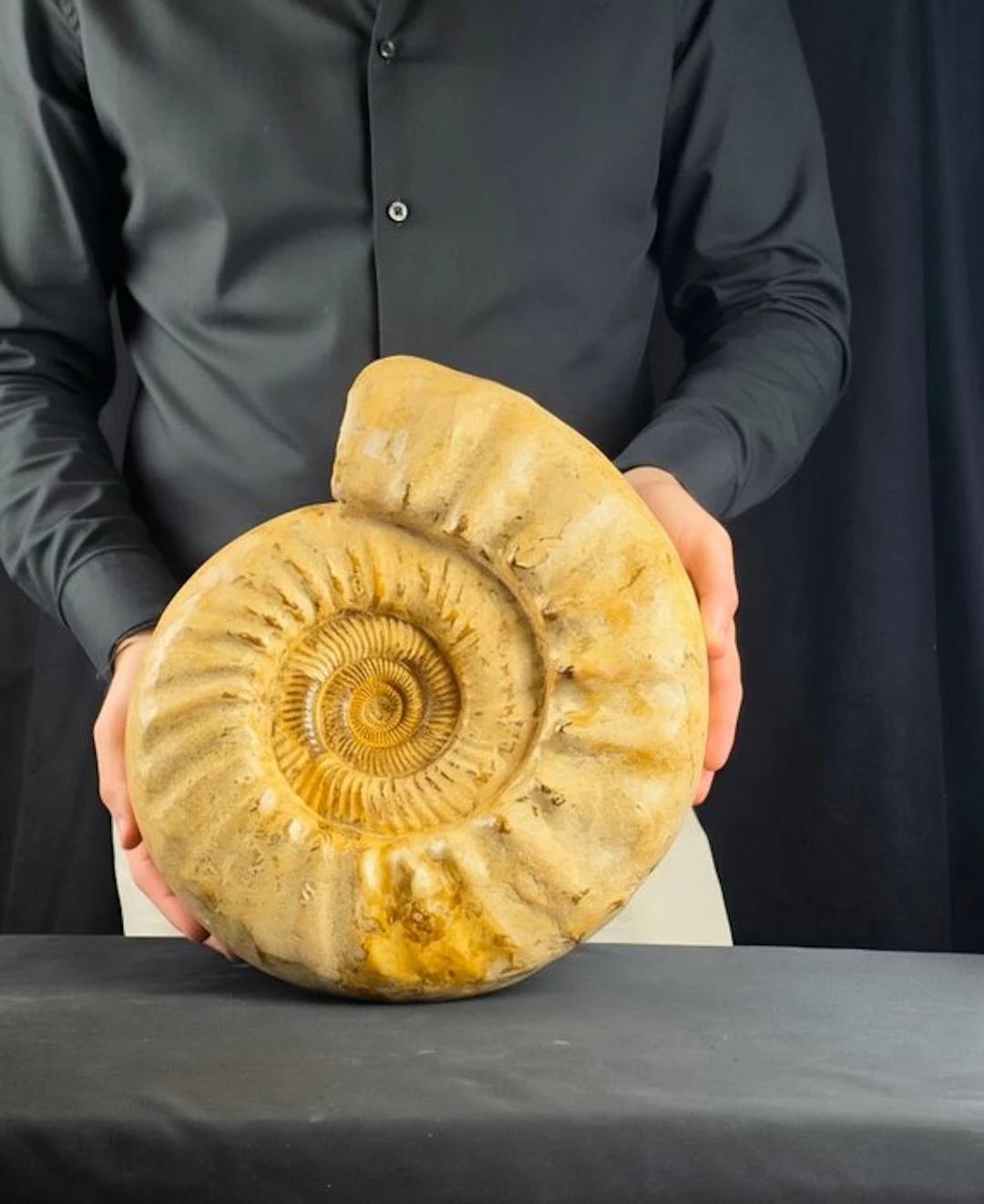 Large Ammonite - 8,53 kg - Fossilised animal - Perisphinctid - 30 cm - 26 cm