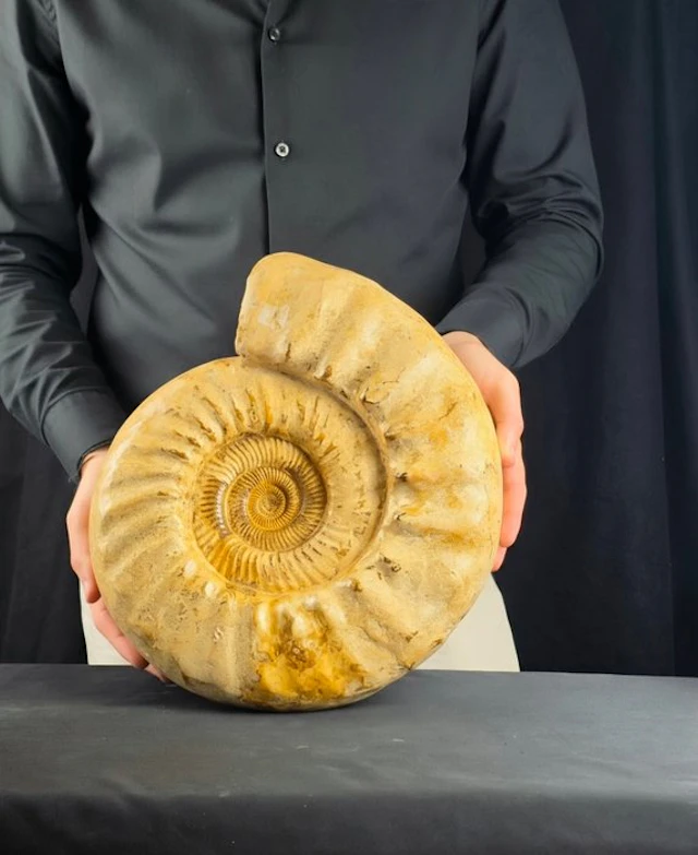 Large Ammonite - 8,53 kg - Fossilised animal - Perisphinctid - 30 cm - 26 cm