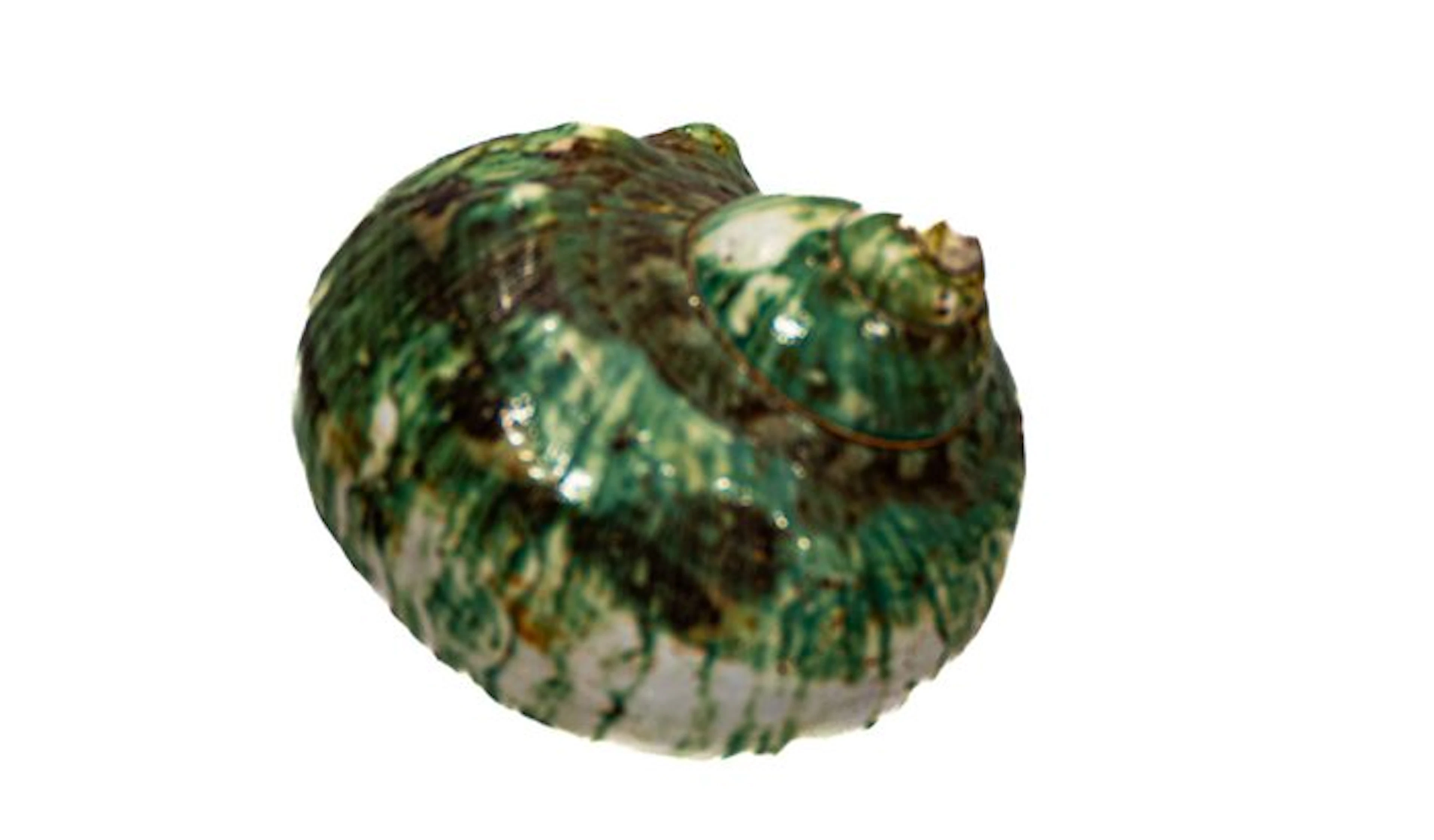 Exclusive auction: magnificent Turbo marmoratus (Green...