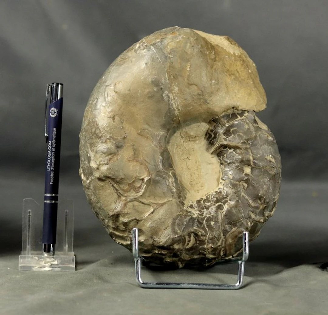 Uncommon Triassic Ammonite - Fossilised animal...