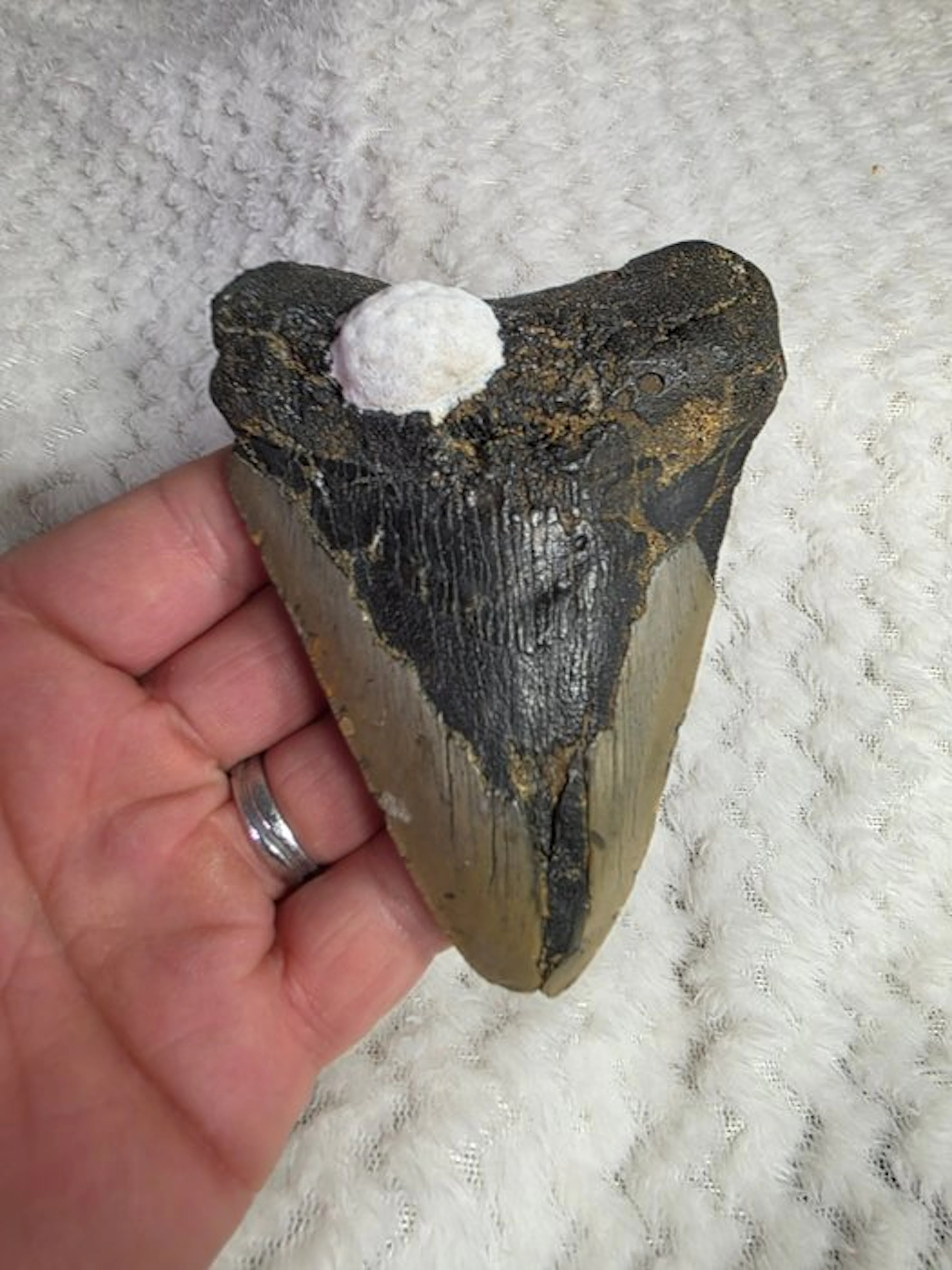 Megalodon tooth — no reserve price - Fossil tooth...