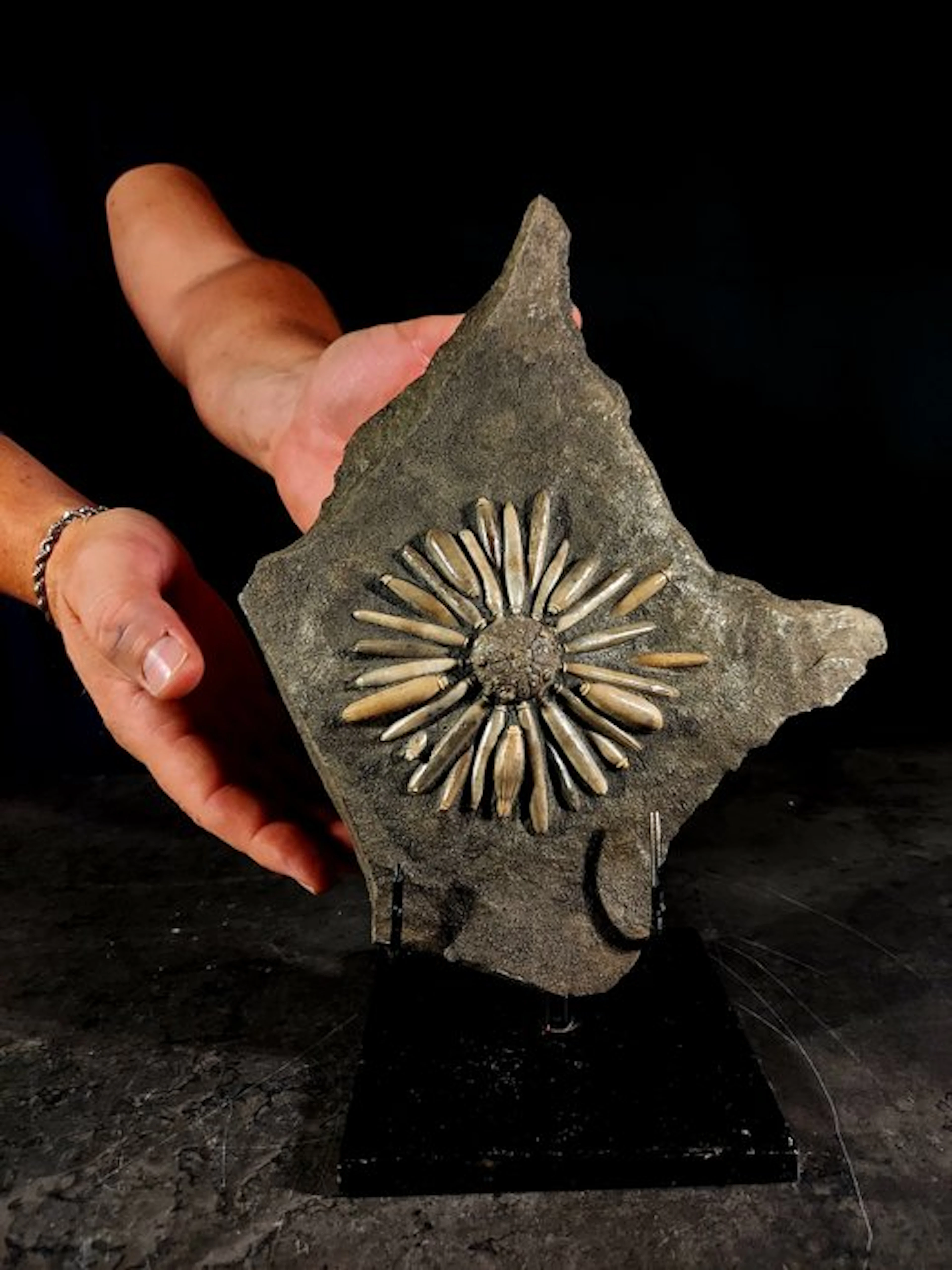 Perfect fossil sea urchin embedded in matrix