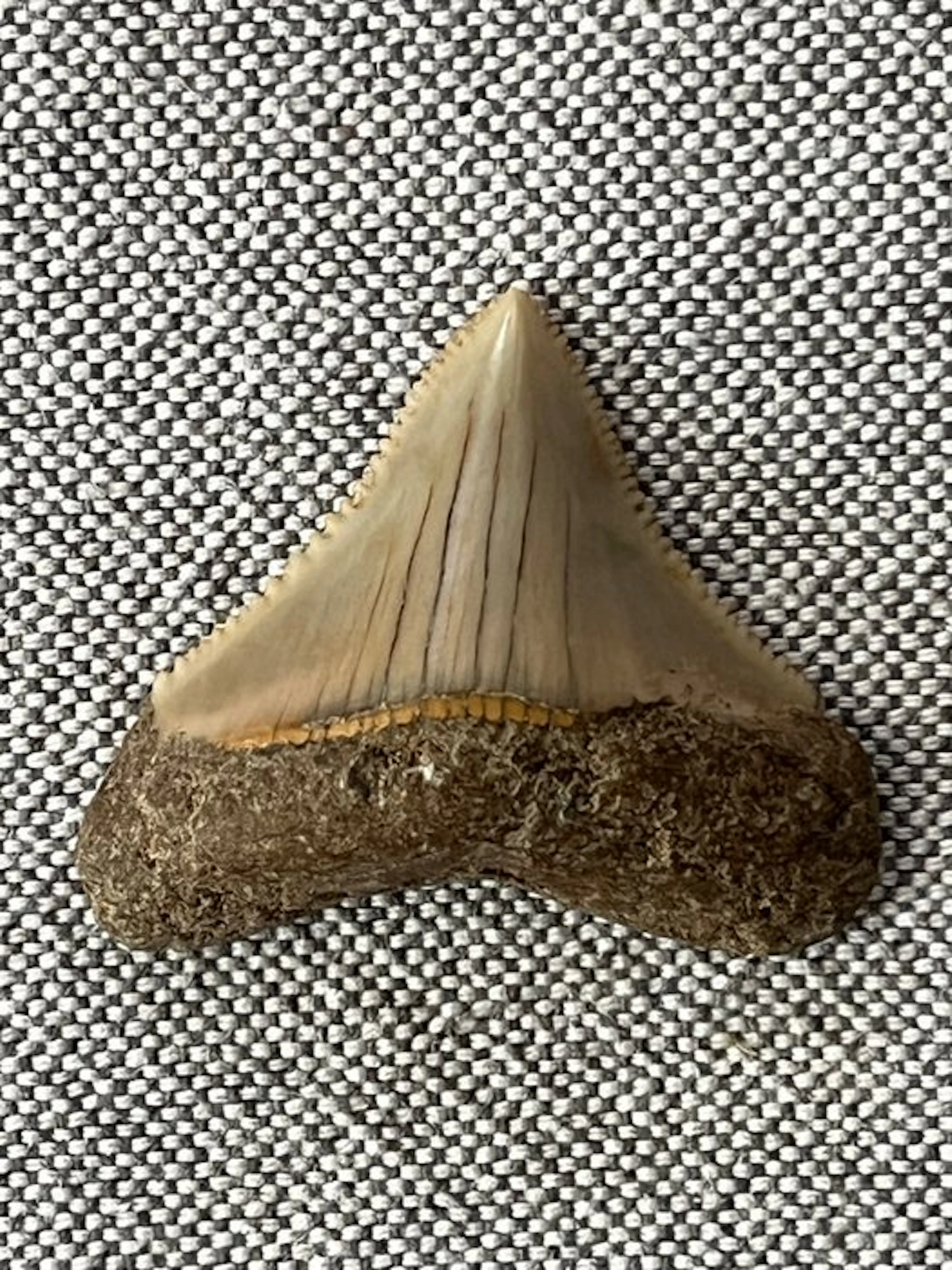 Megalodon tooth 3,8 cm - Fossil tooth - Carcharocles...