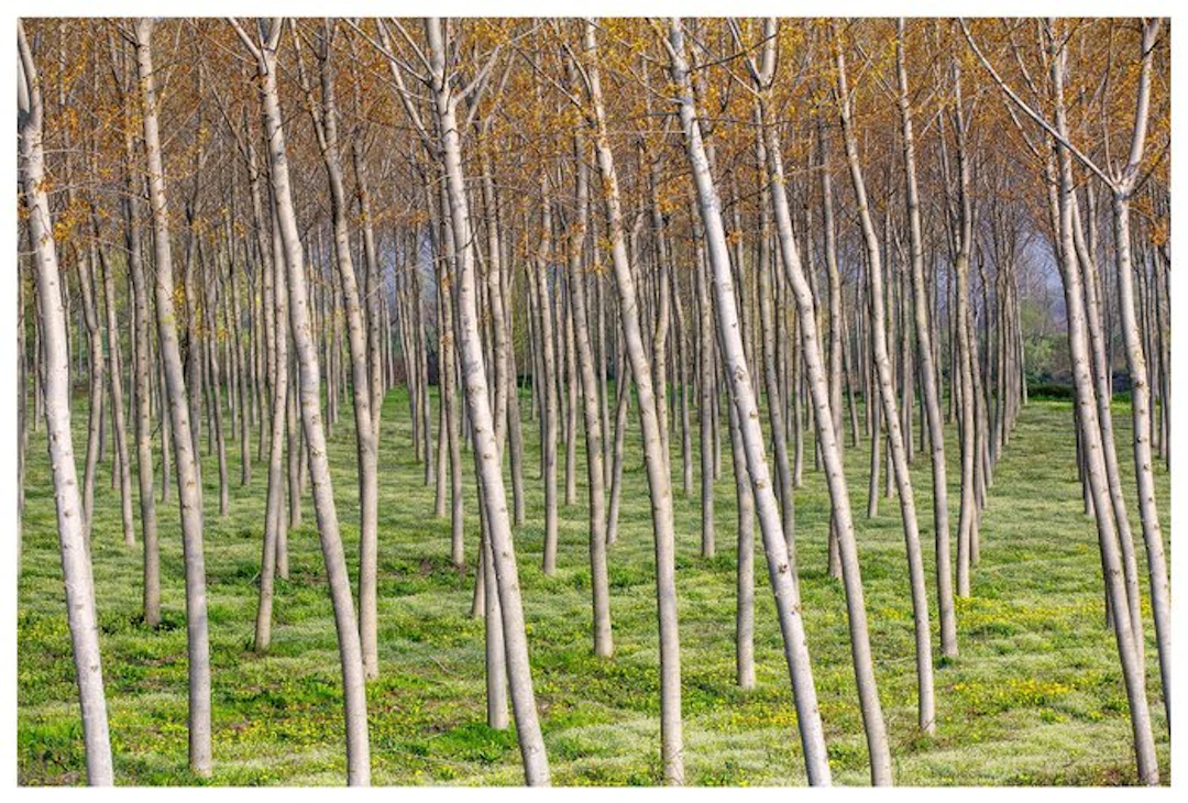 Sergio Sberna - Terre basse