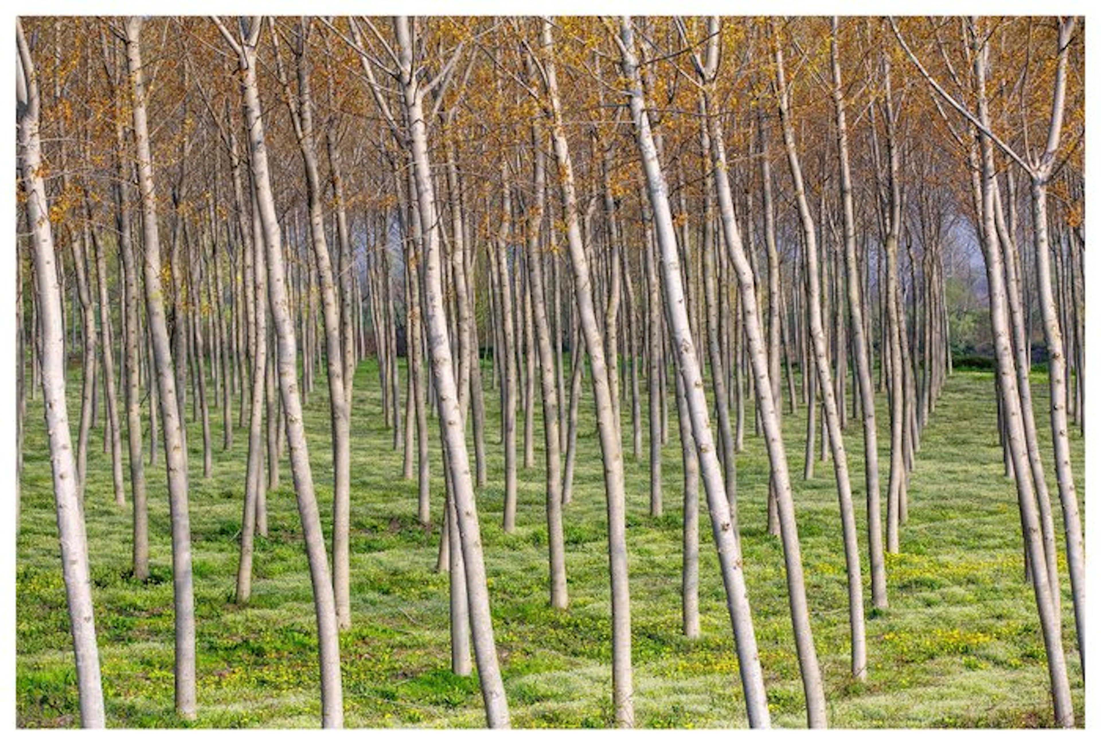 Sergio Sberna - Terre basse