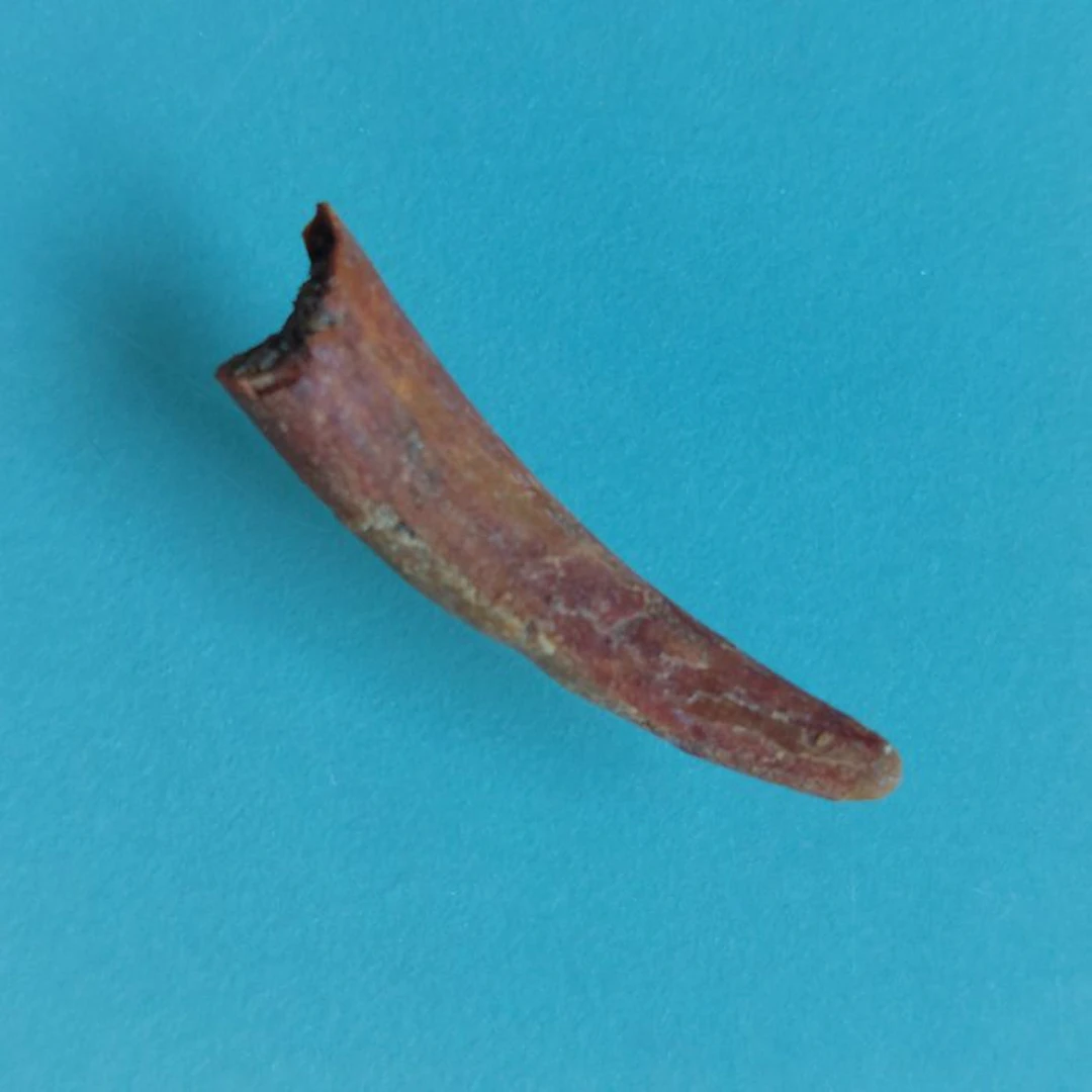 Pterosaur - Fossil tooth - 26 mm - 7 mm