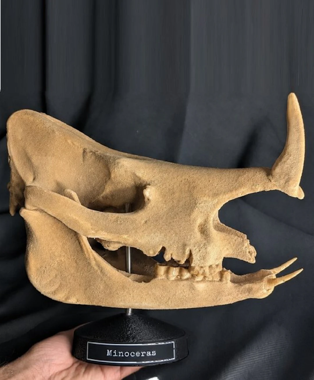 Fossil skull - Minoceras - smallest Rhinoceros species...