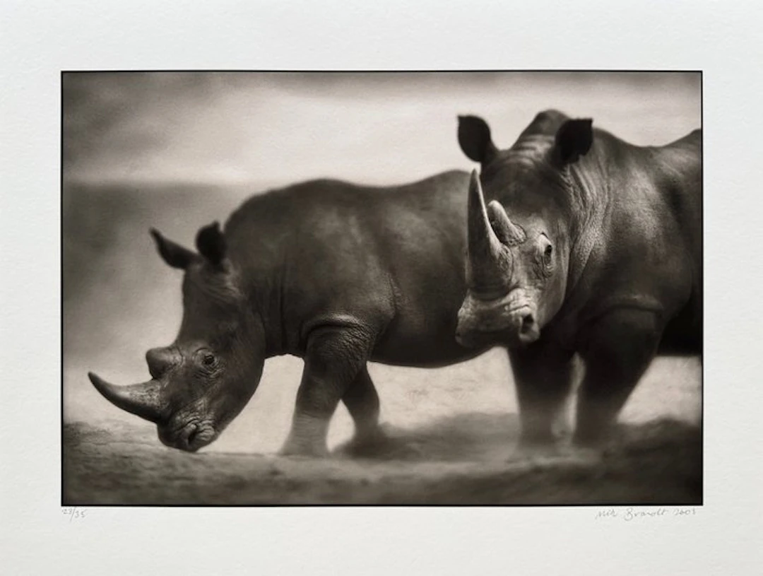 Nick Brandt (1964-2002) - Rhinos, Lewa, 2003