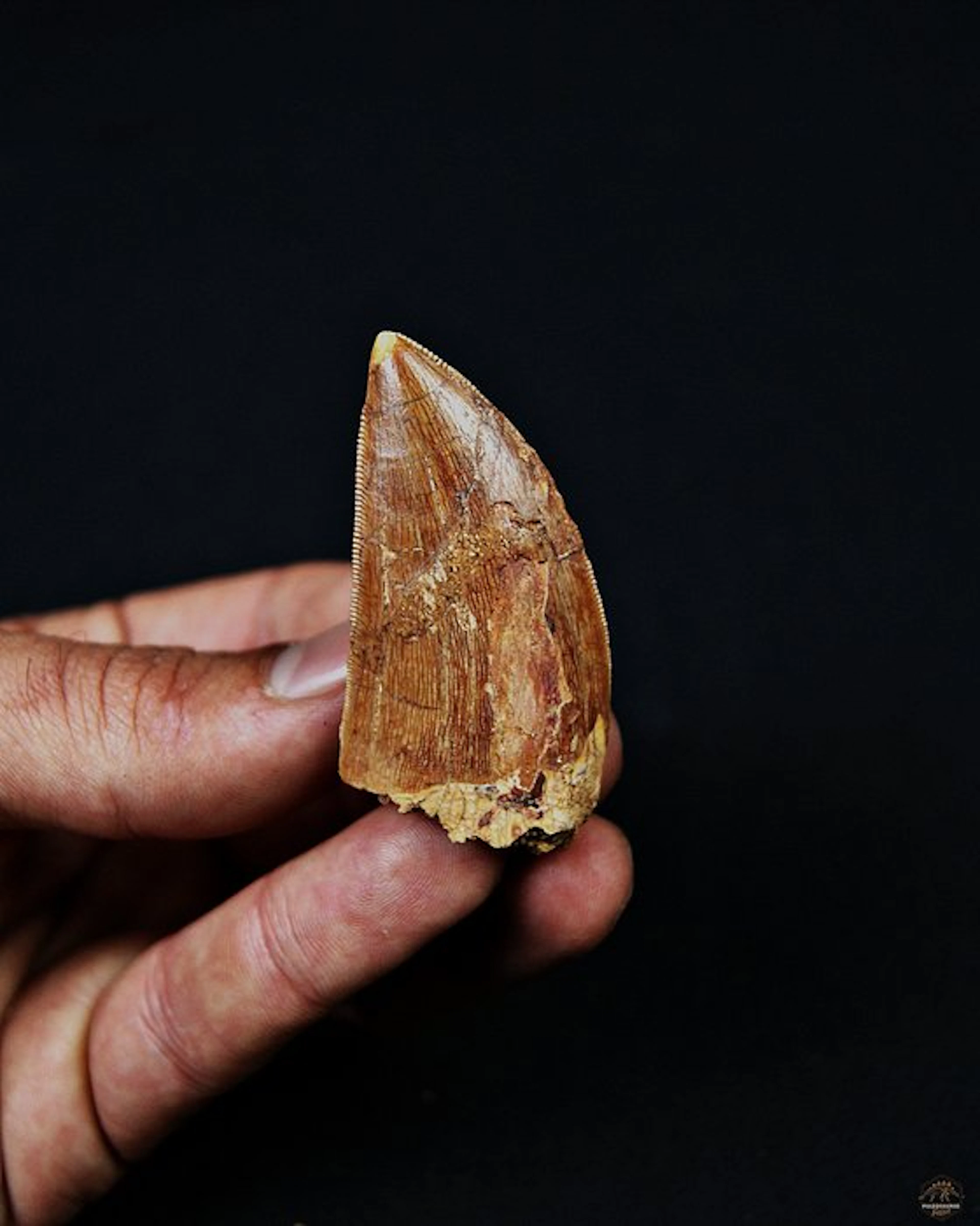 Dinosaur - Fossil tooth - T-rex African Carcharodontosaurus saharicus