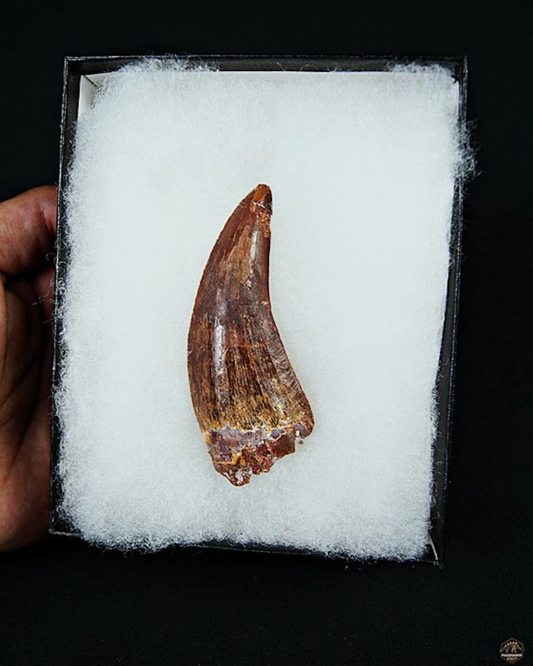 Dinosaur - Fossil tooth - Carcharodontosaurus saharicus