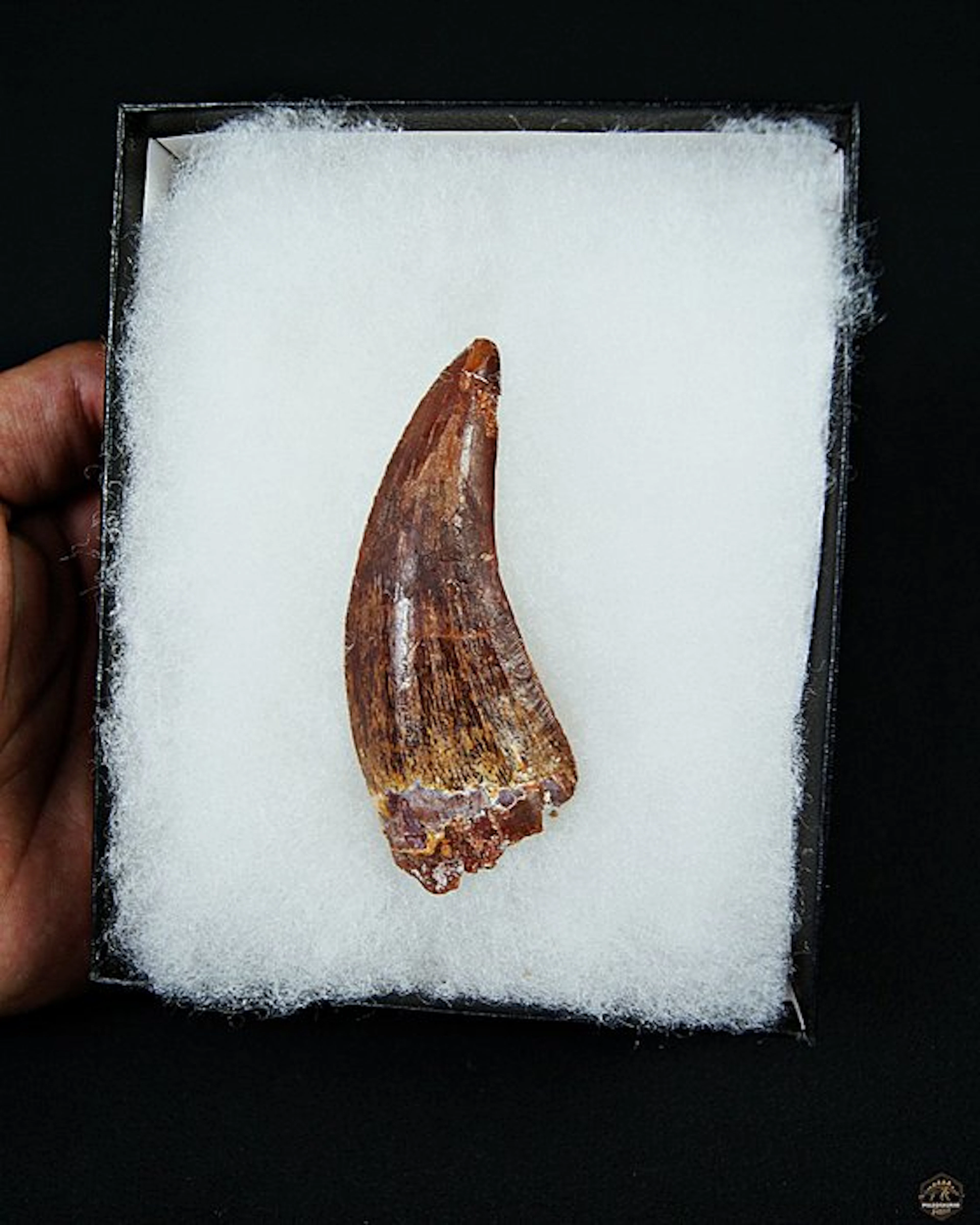 Dinosaur - Fossil tooth - Carcharodontosaurus saharicus