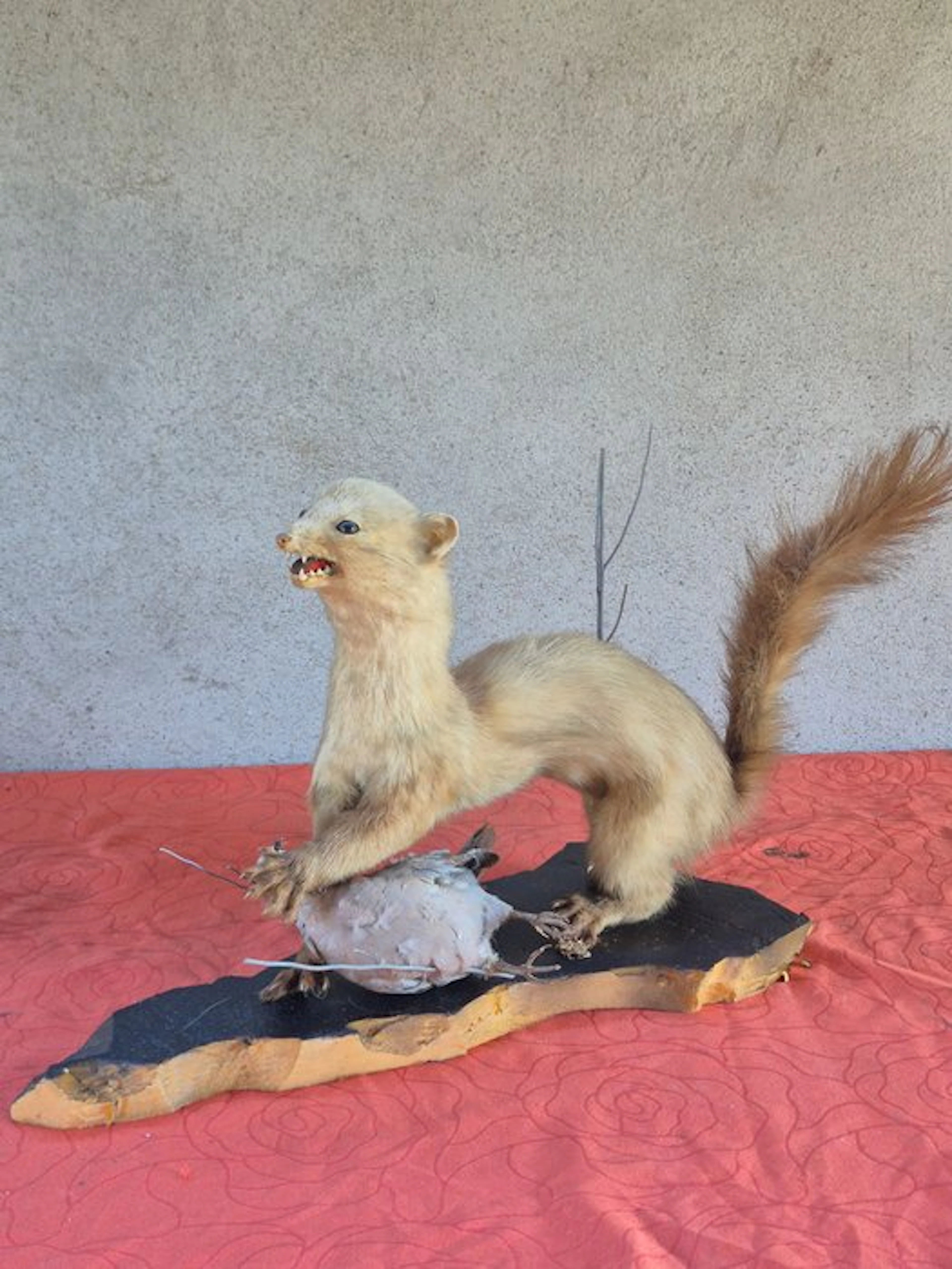 Martre - Taxidermy wall mount - Martes martes - grand...